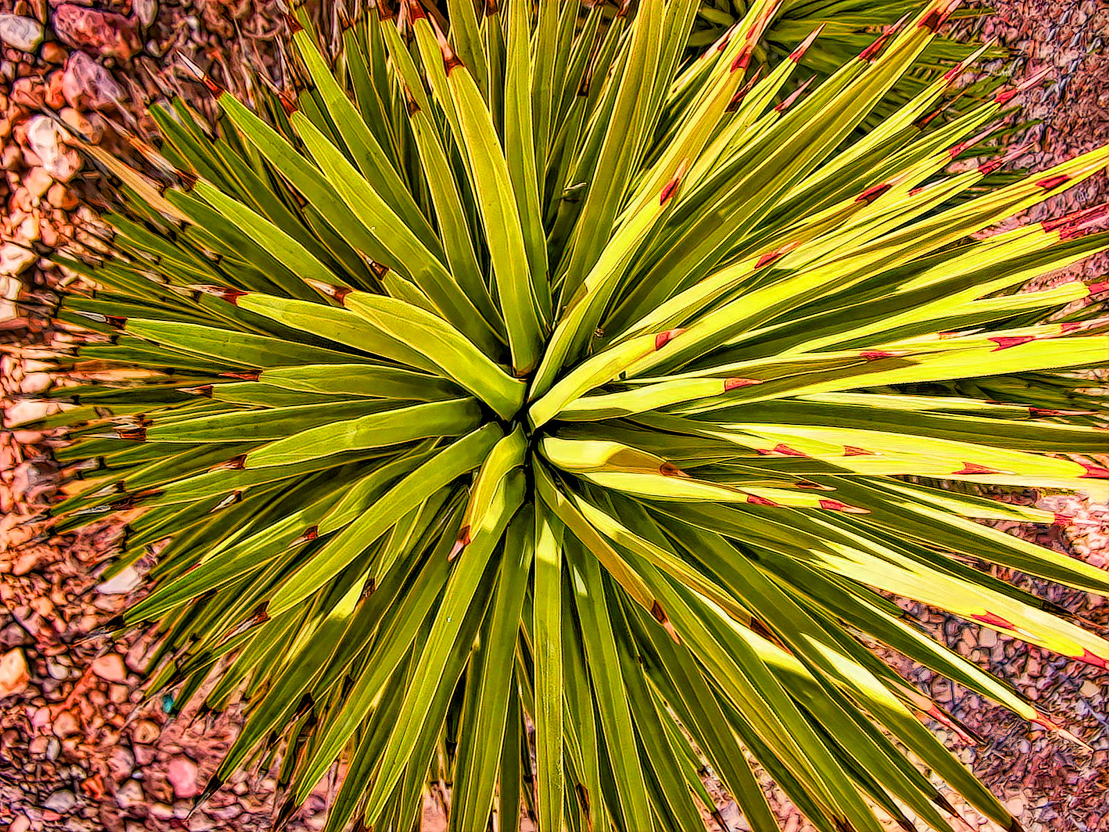 PL0601_2656AN  ~  Starburst