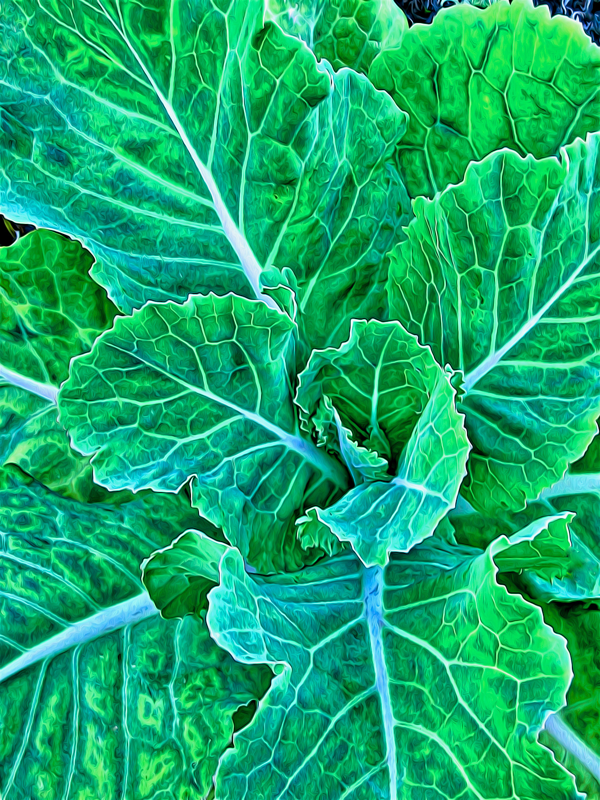 PL0501_1324AD  ~  Cabbage Patch