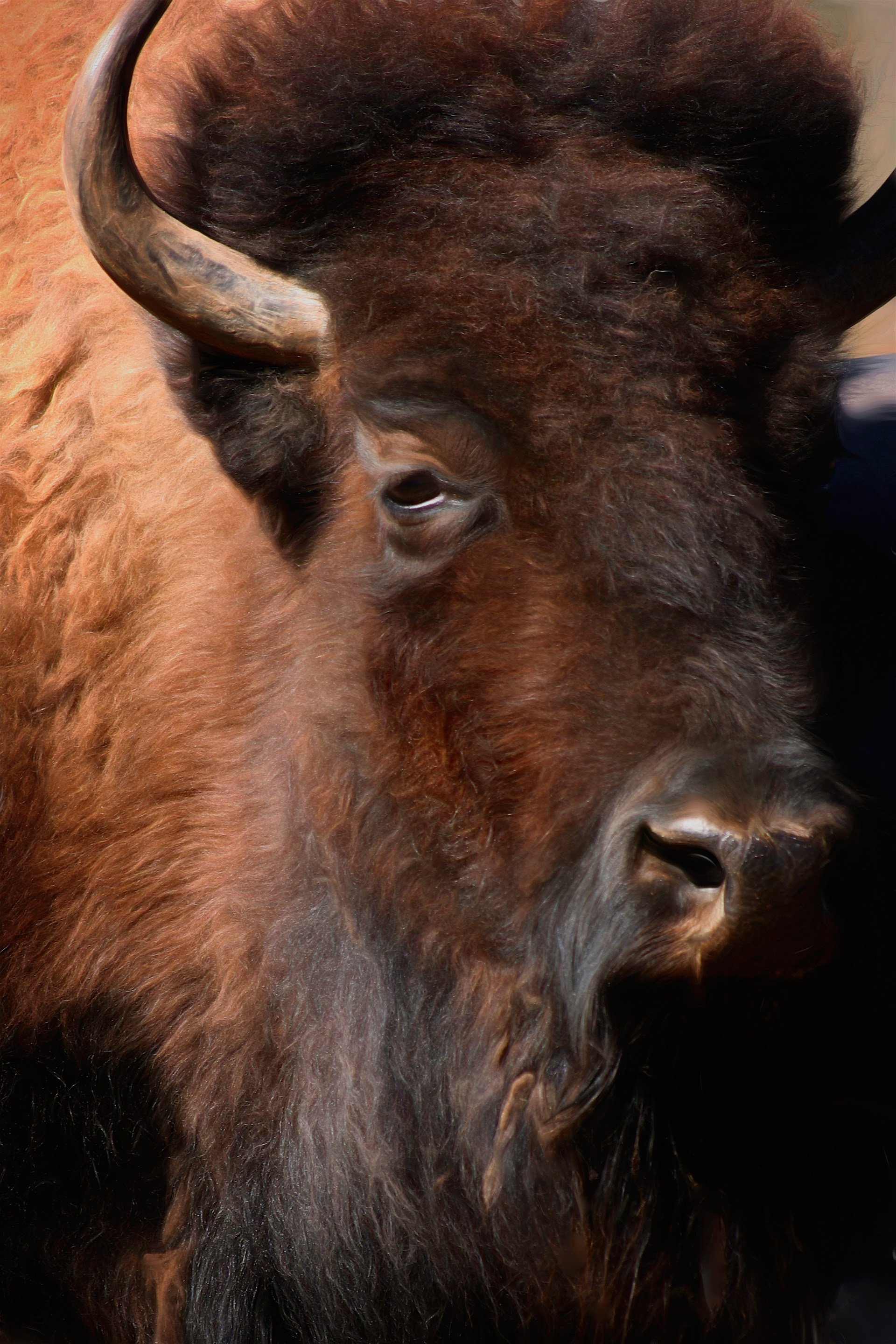 AN1403_4710AF  ~  Icon of the Old West