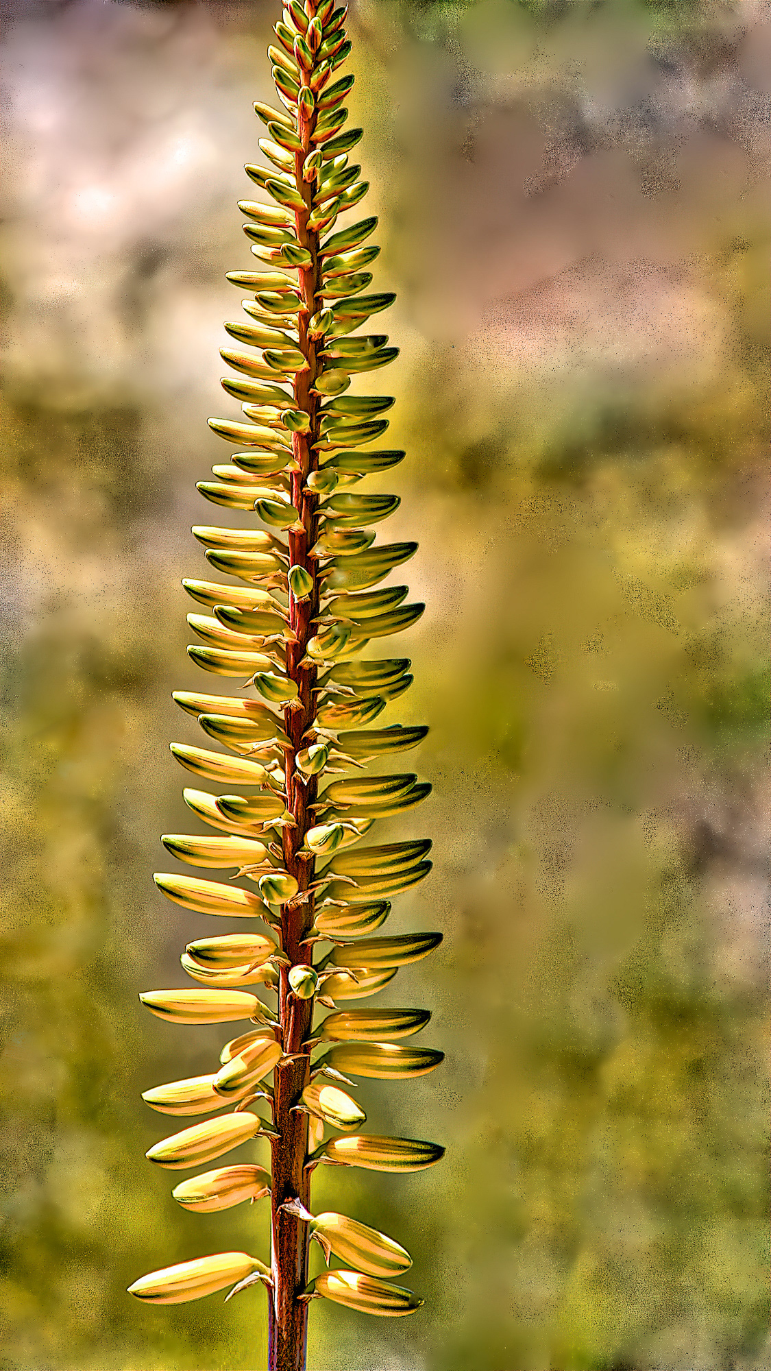 PL1104_6773AH  ~  Basking In The Sun