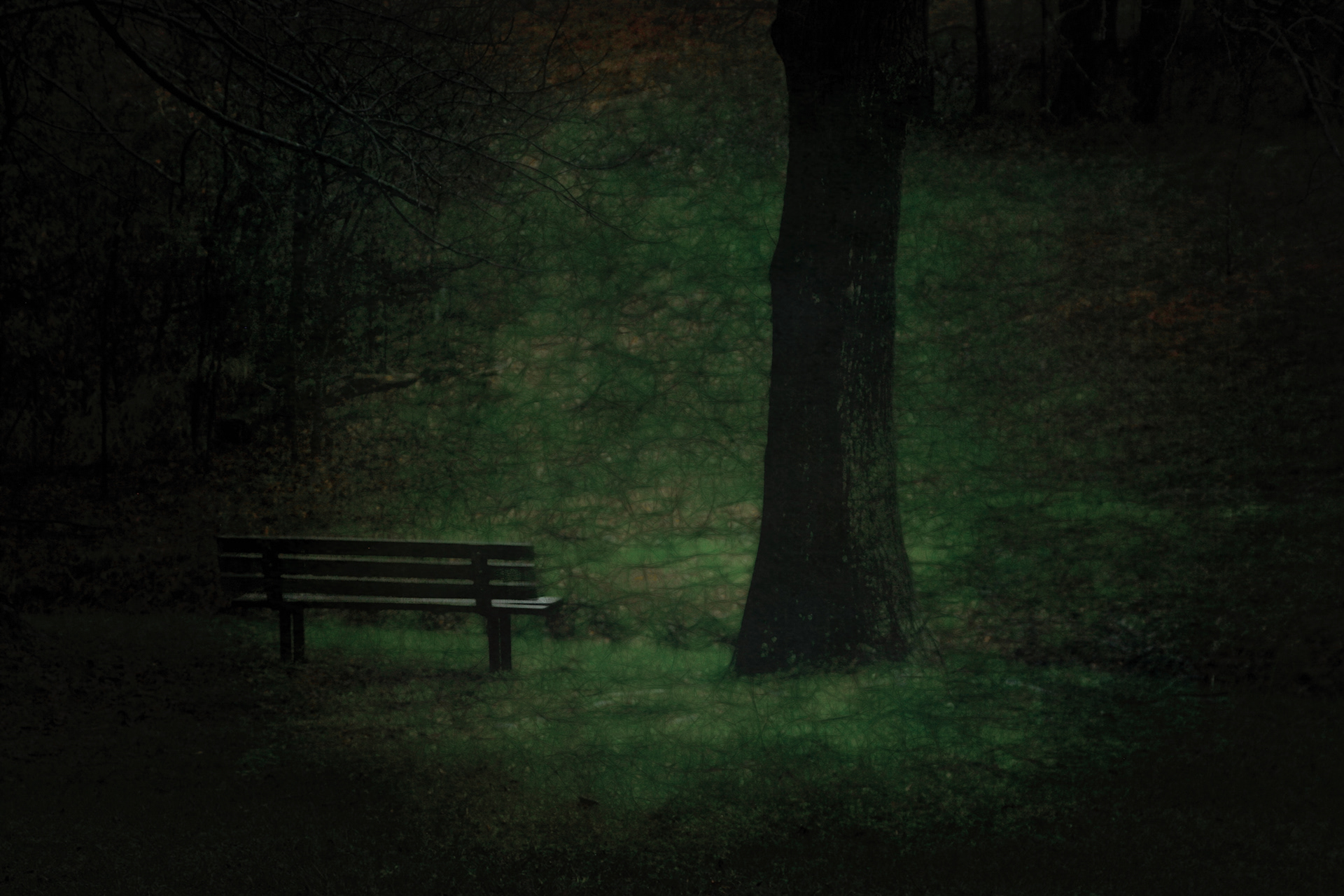 OB1512_6179XA  ~  Deep Dark Woods