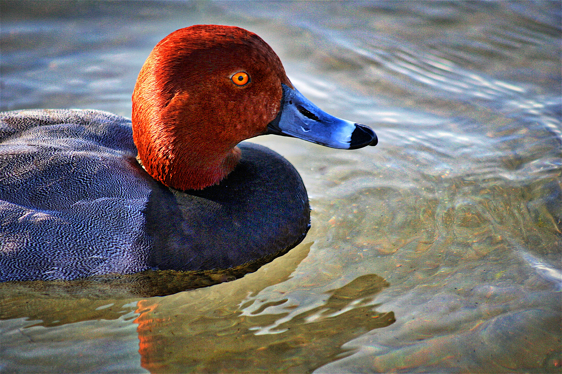 AN1403_6079AB  ~  Redhead