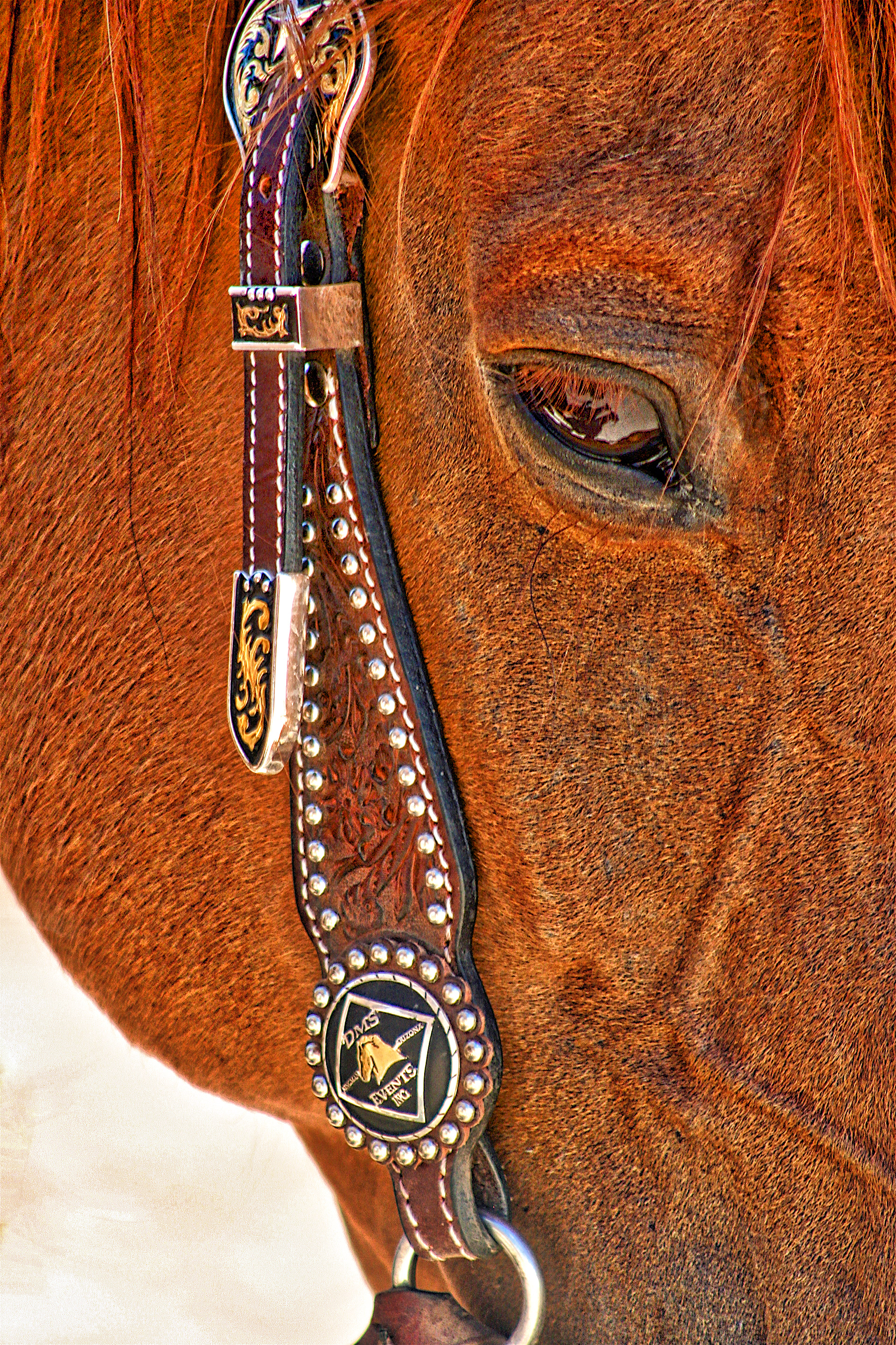 AN1107_7785AB  ~  Eye of the Beholder