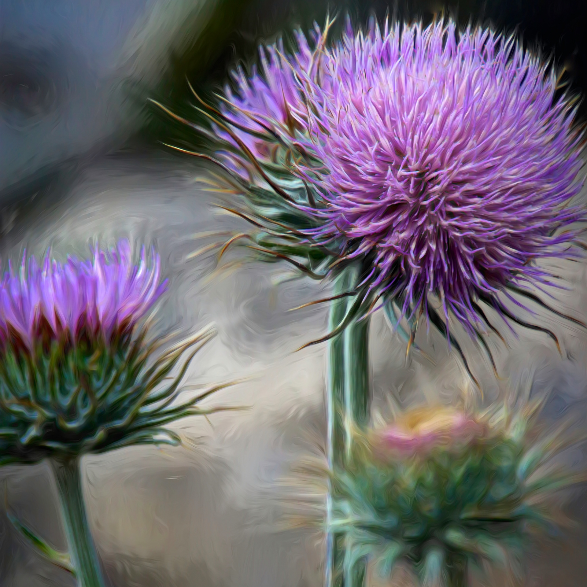 PL1905_2887XE  ~  Thistle