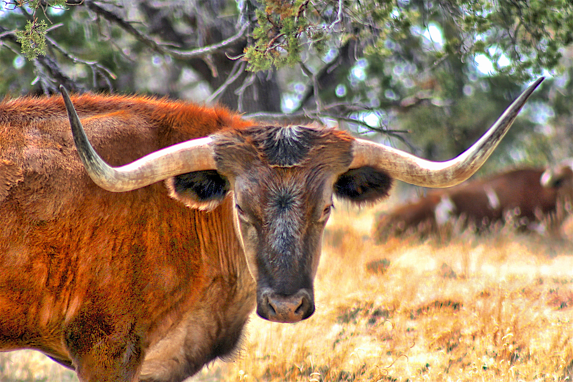 AN1104_7179AB  ~  Watchful Gaze