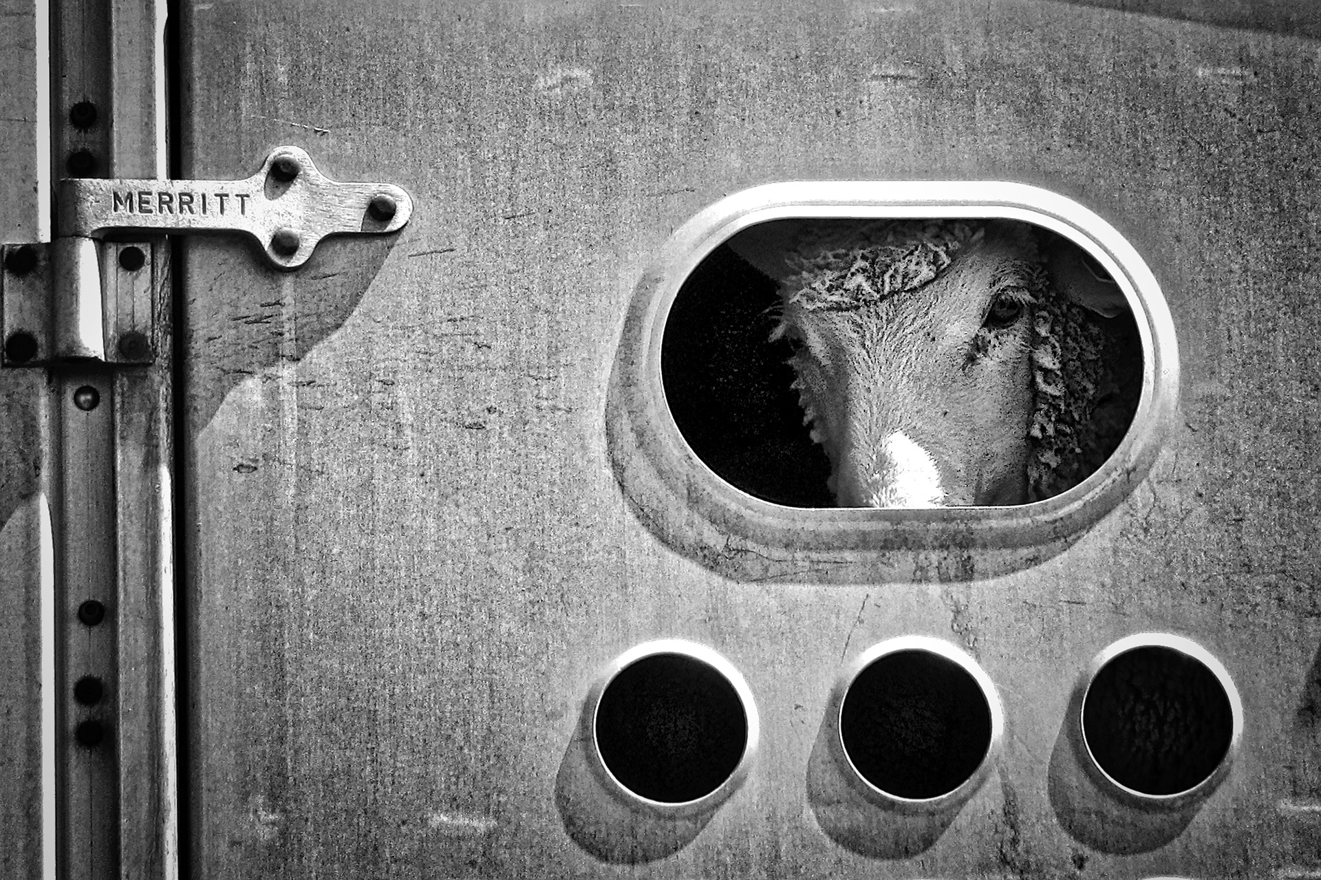 AN1003_3753BA  ~  Off To Market