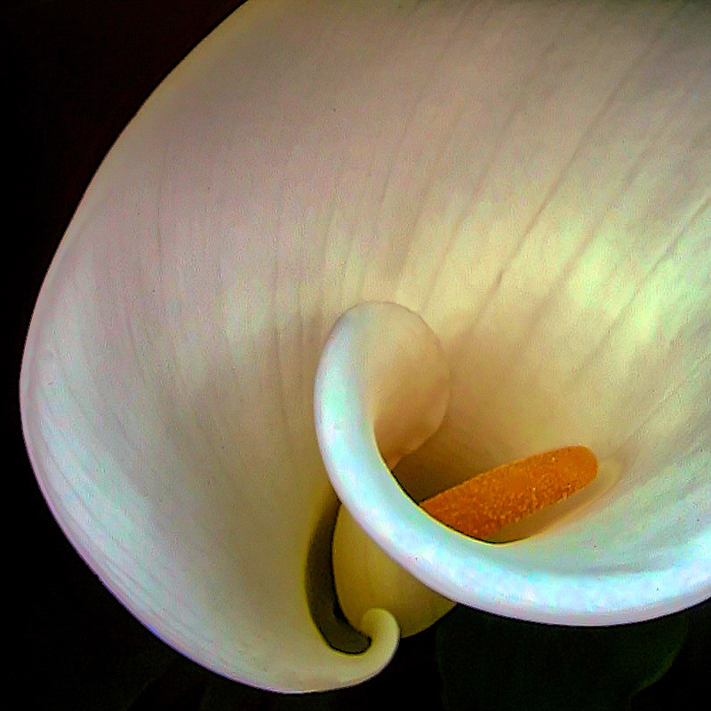 PL0501_0800AM  ~  Lily Detail