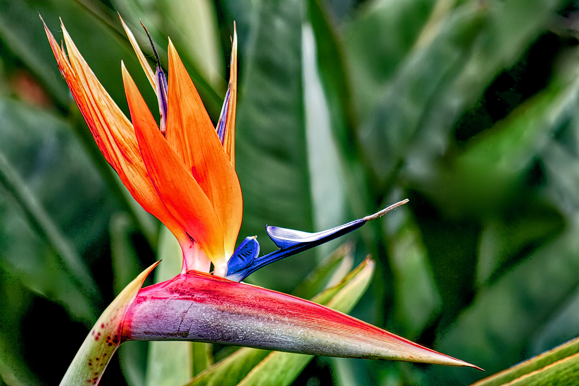 PL1305_1173AD  ~  Bird of Paradise