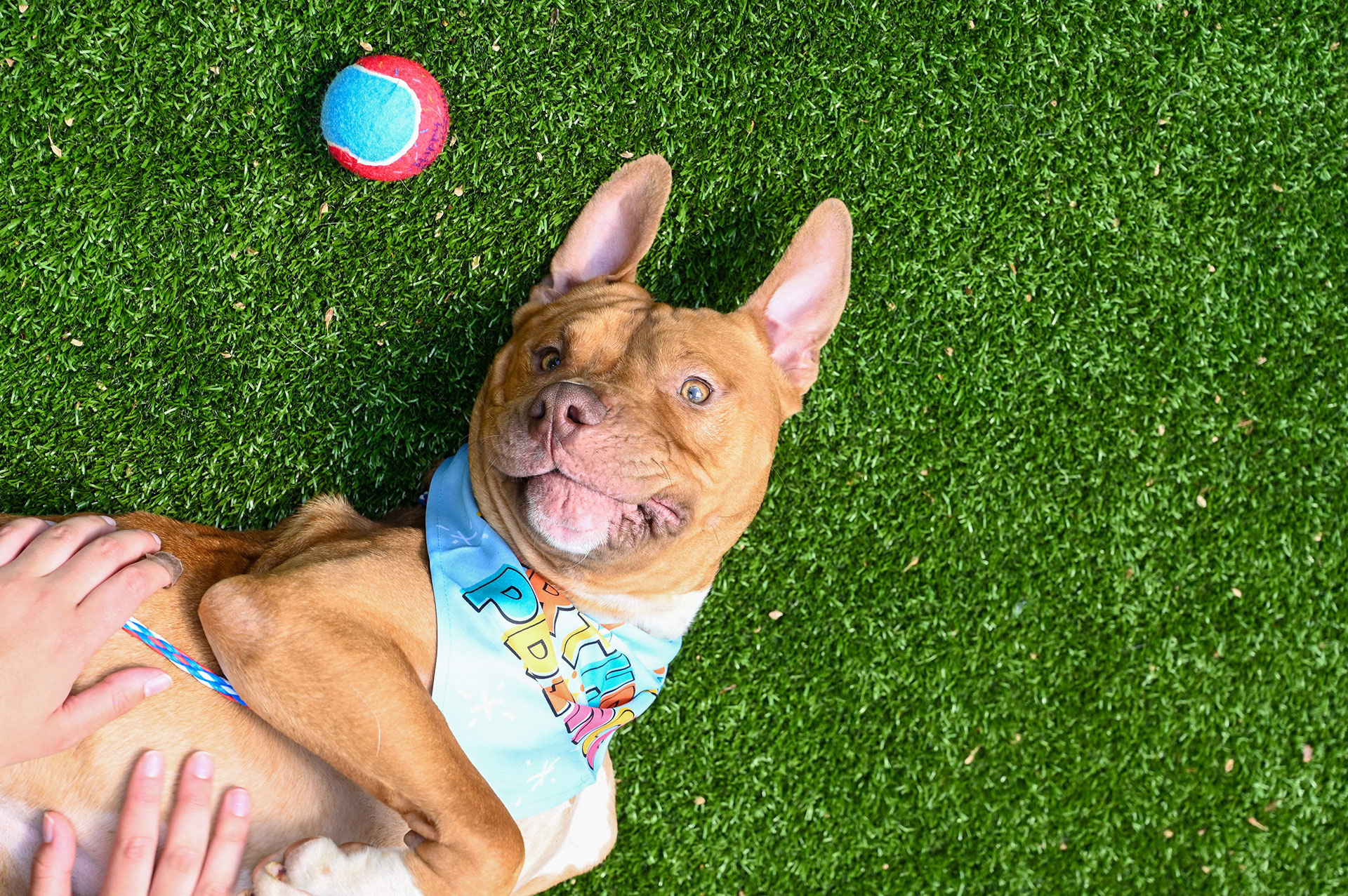 A canine laying down with a ball next to him