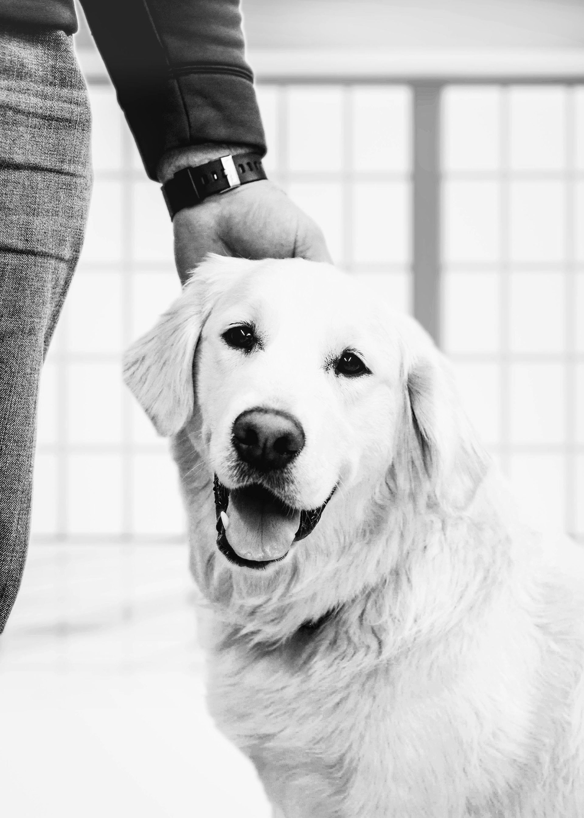 A dog and his owner in an open room