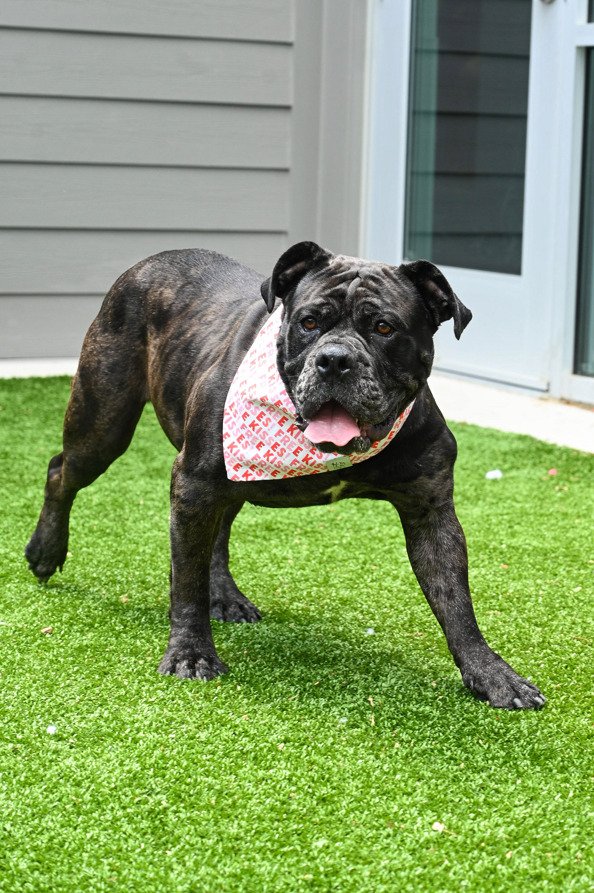 Cane corso roaming through a park