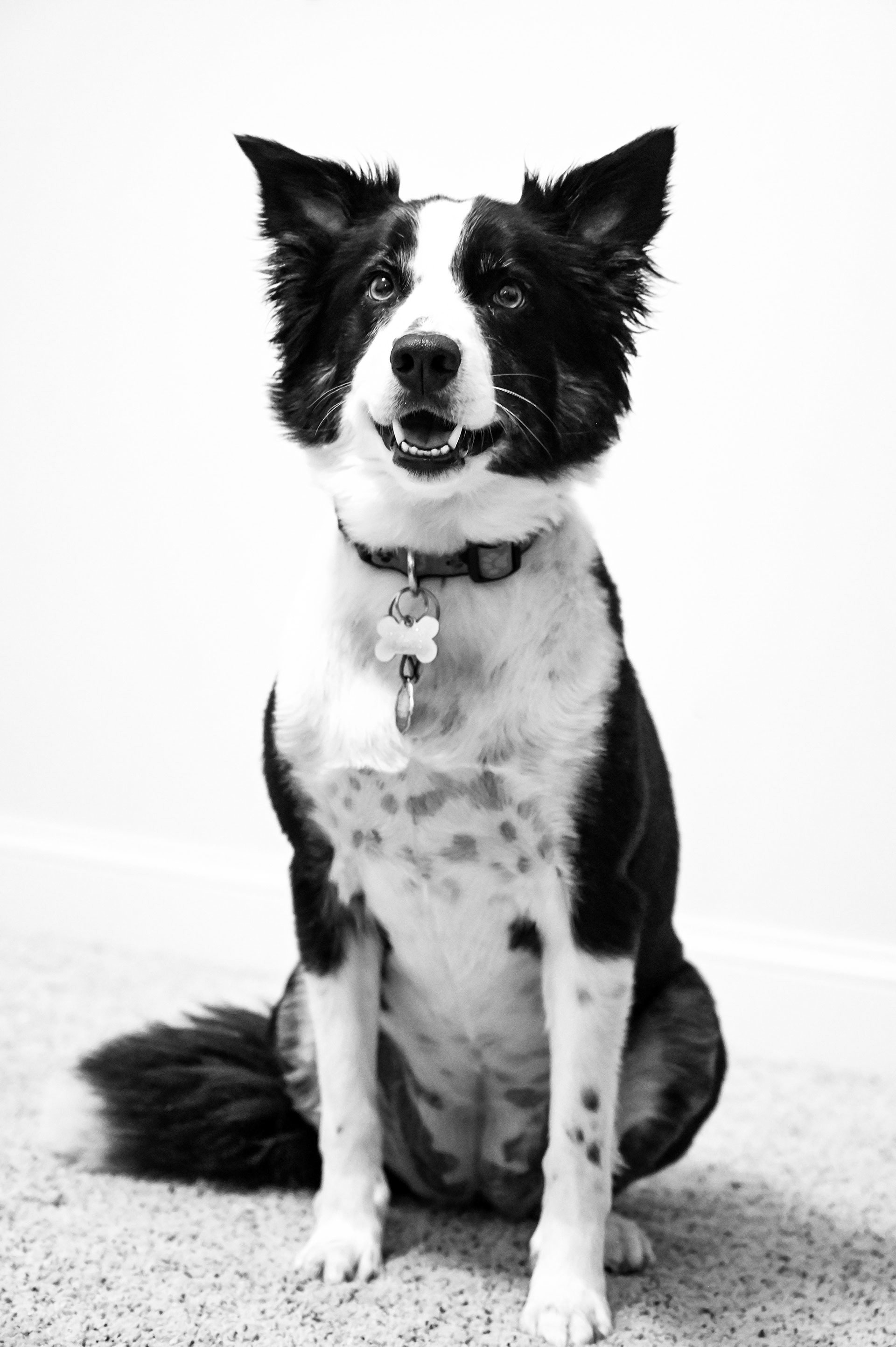 Black and white image of a pet