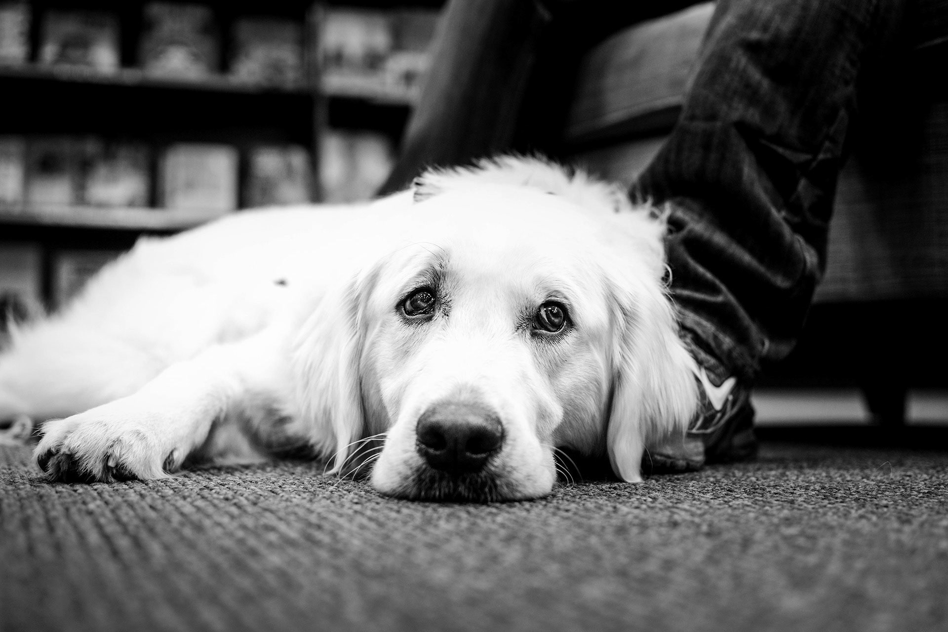 A tired dog with wide eyes