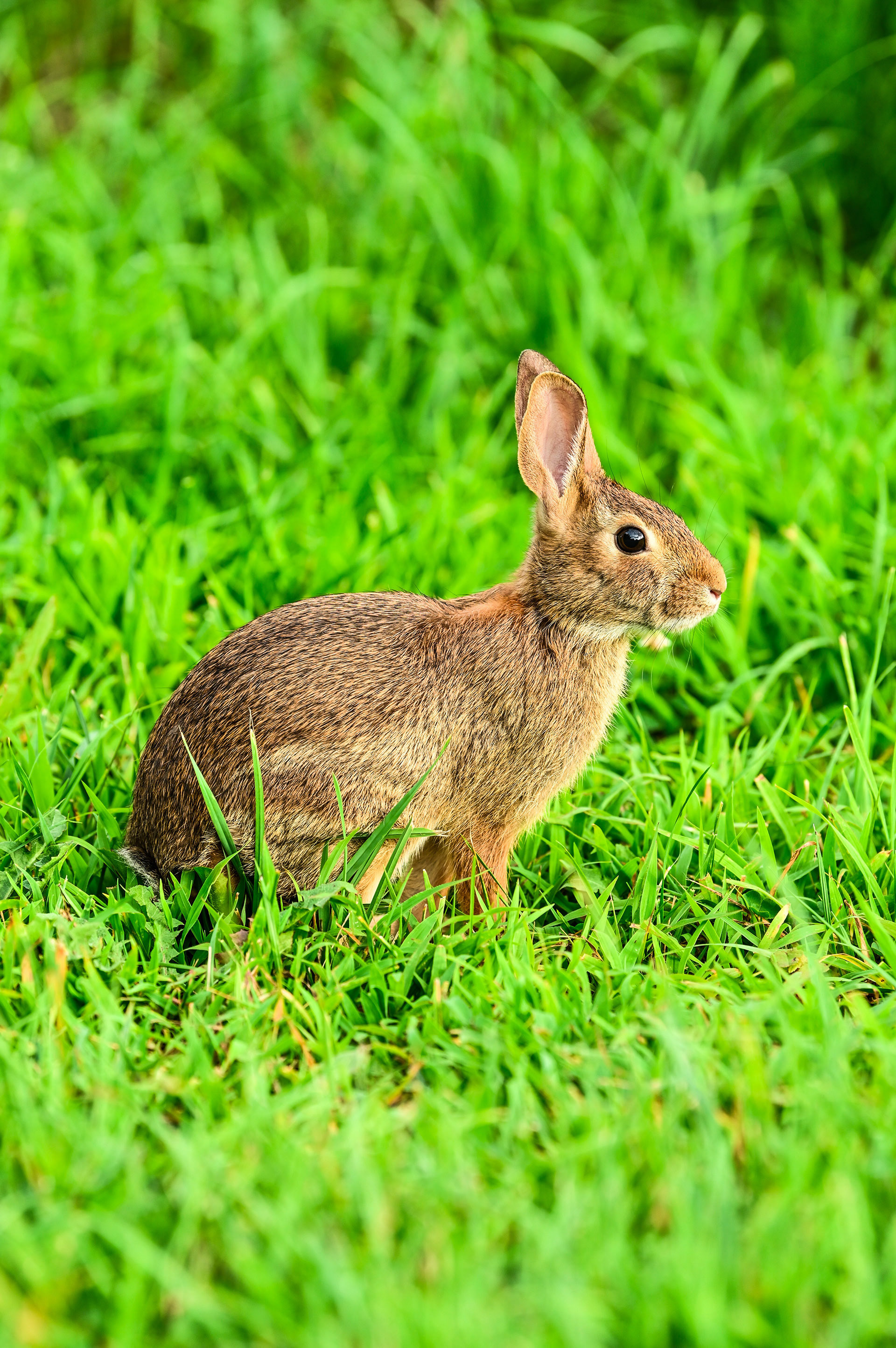 A bunny in a field