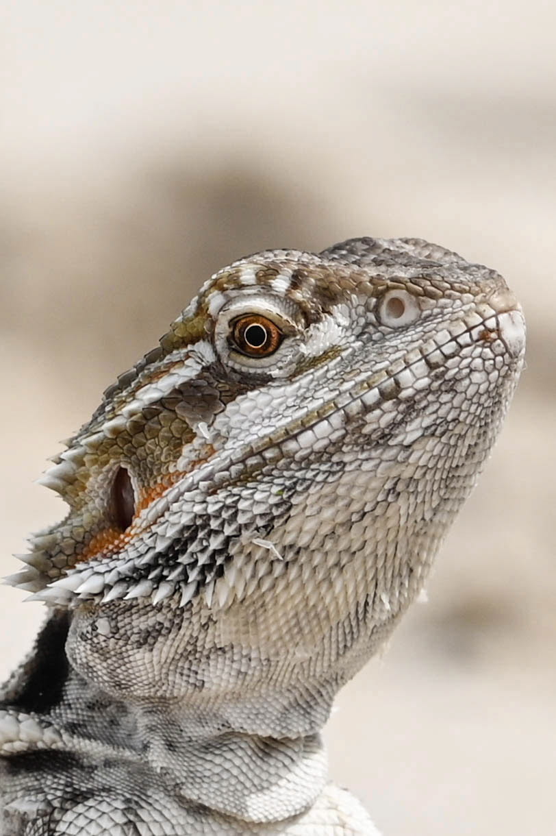 Close up of a bearded dragon in the sand
