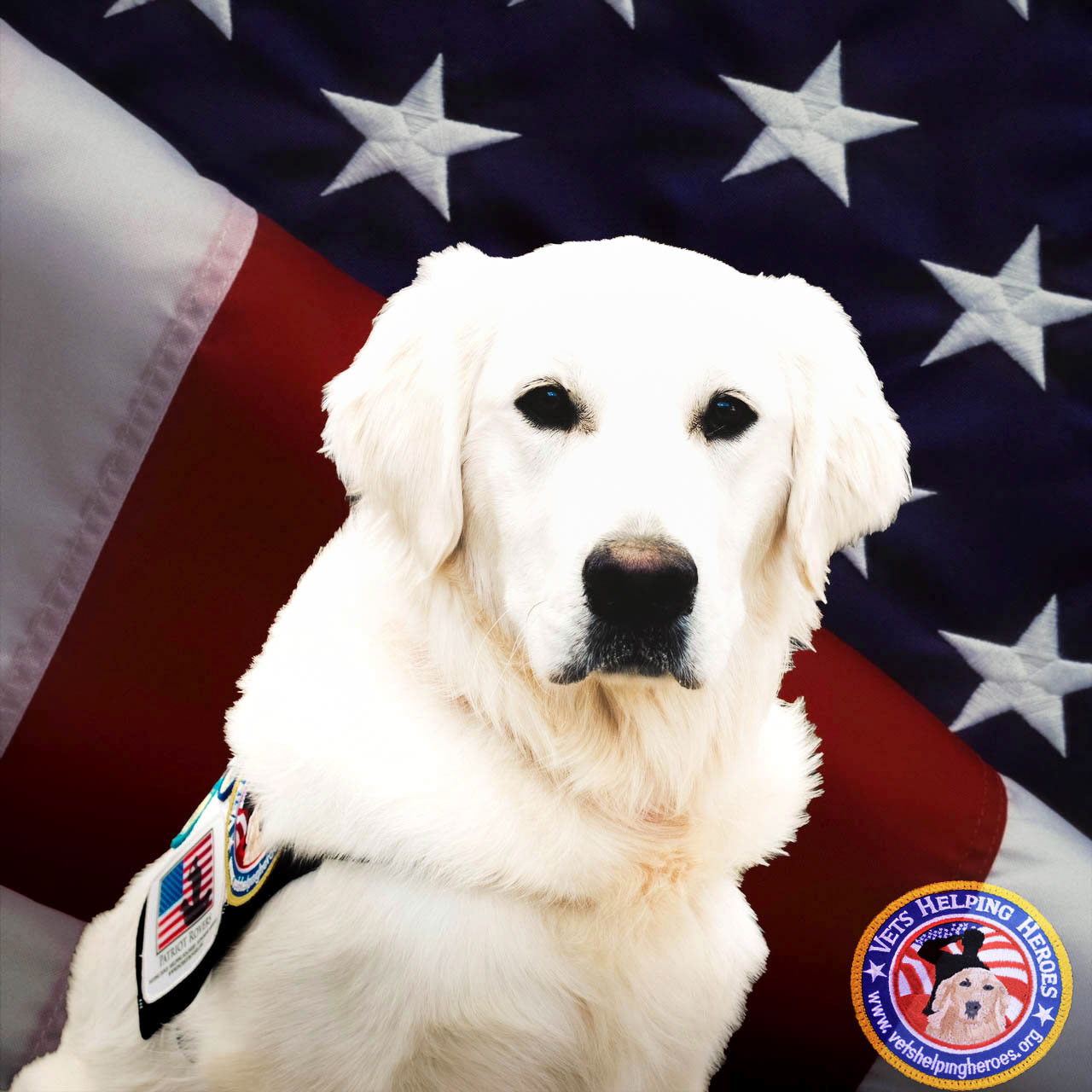 Service animal display with a US flag behind him
