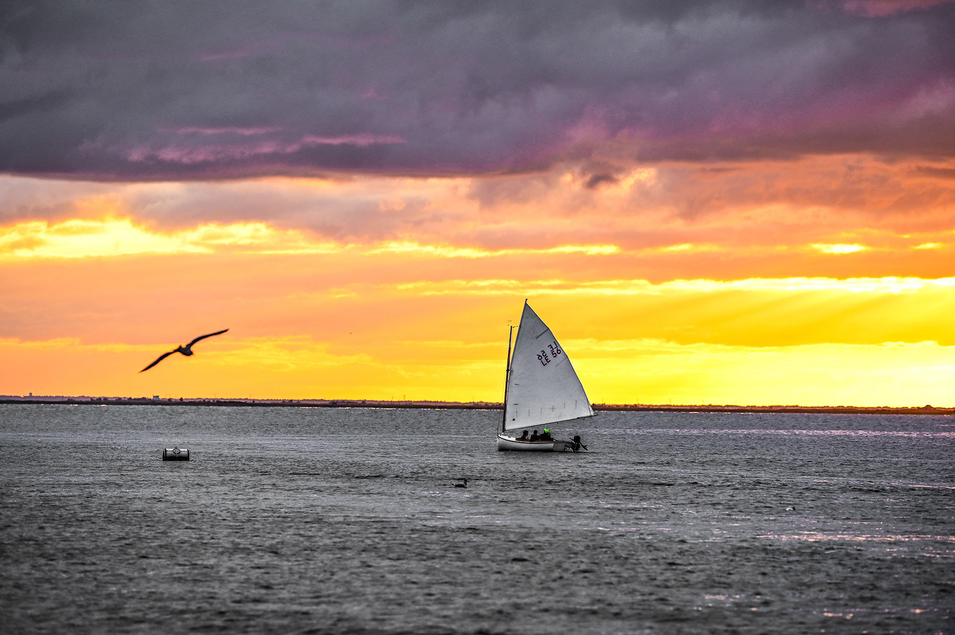 Sailboat out on the bay with a seagull flying by