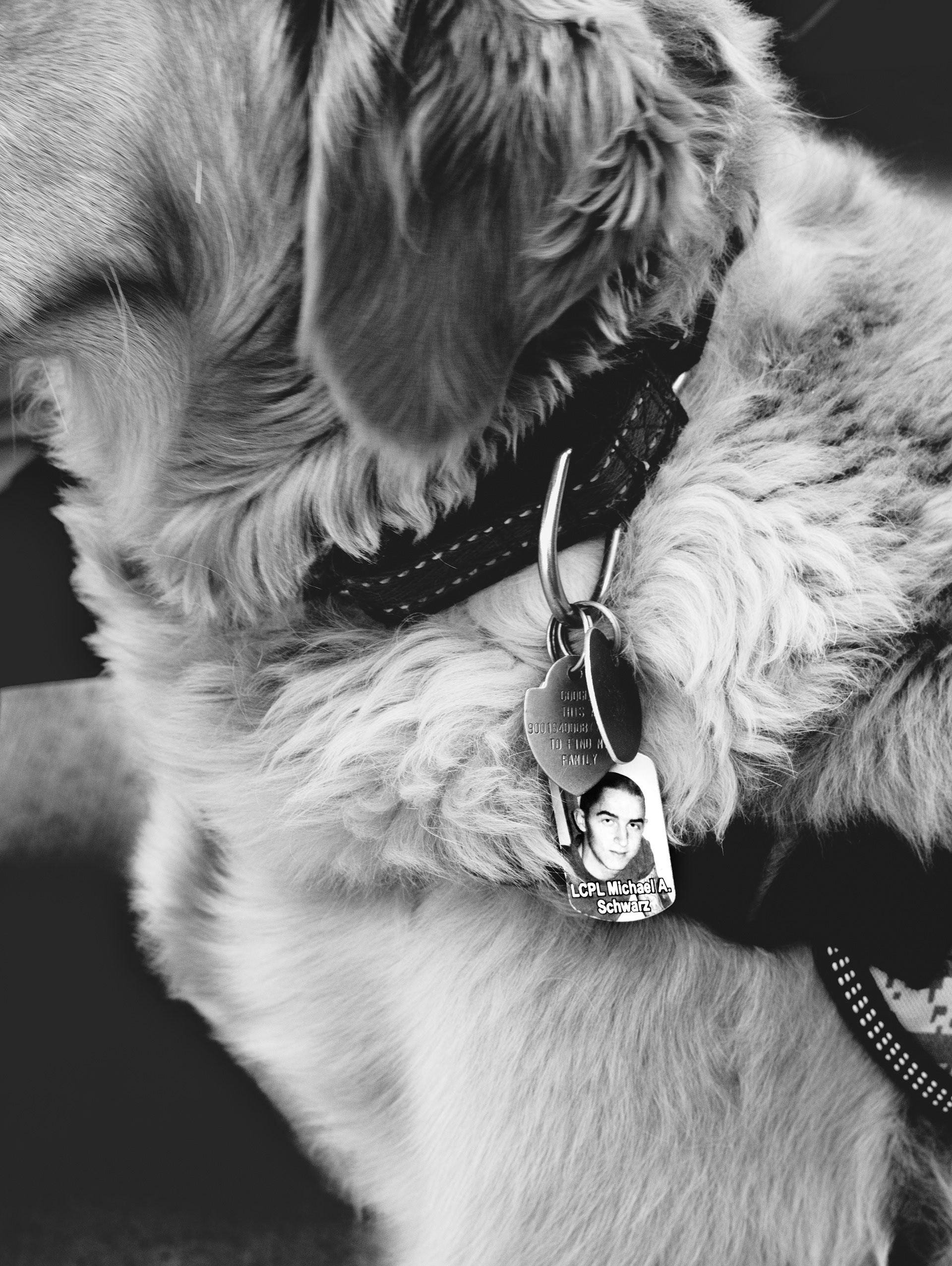 Gold star dog wearing the service tags of his namesake