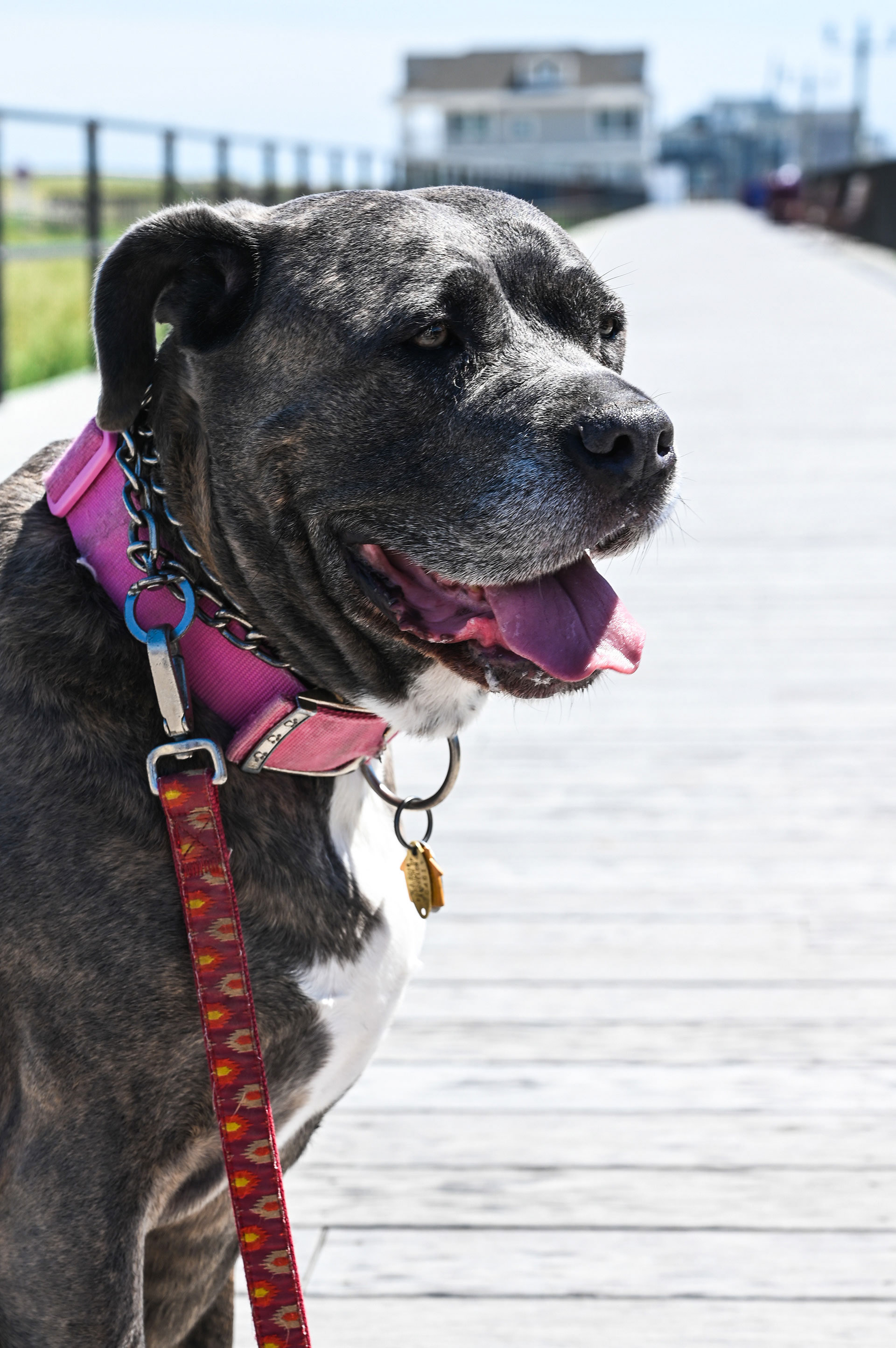 An Italian mastiff sitting on the Jersey Boardwalk