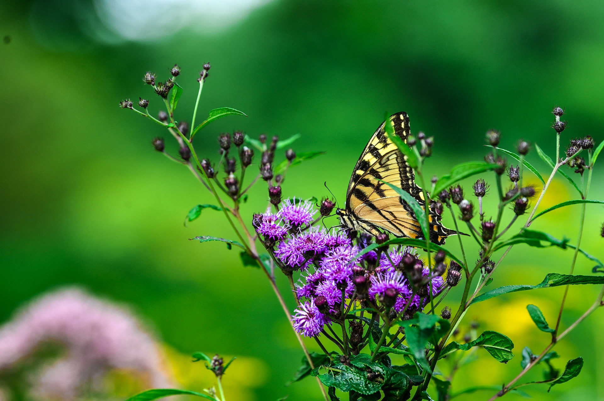 A butterfly landing on a flower