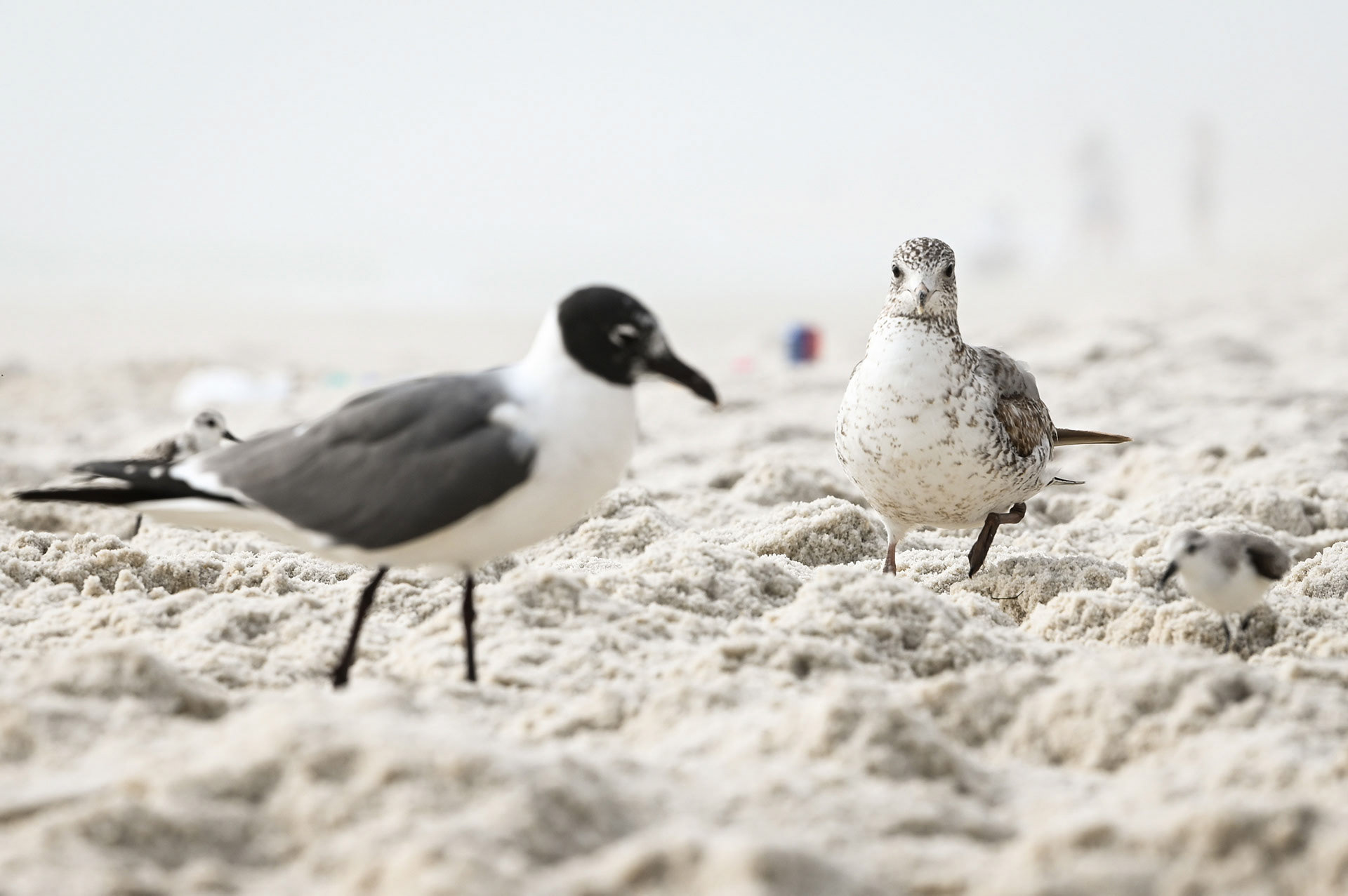 Two seagulls walking on the beach