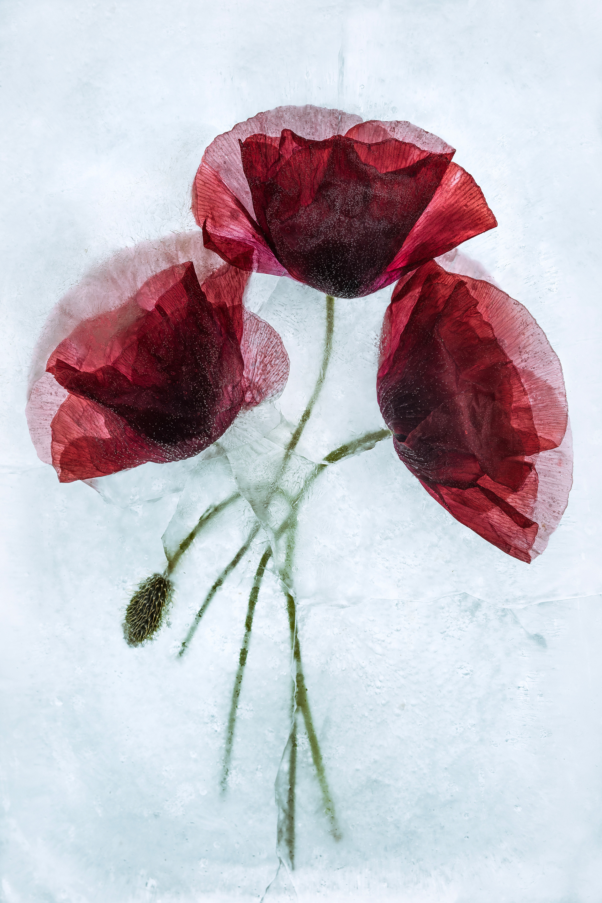 Nerpel Art Virágok galéria