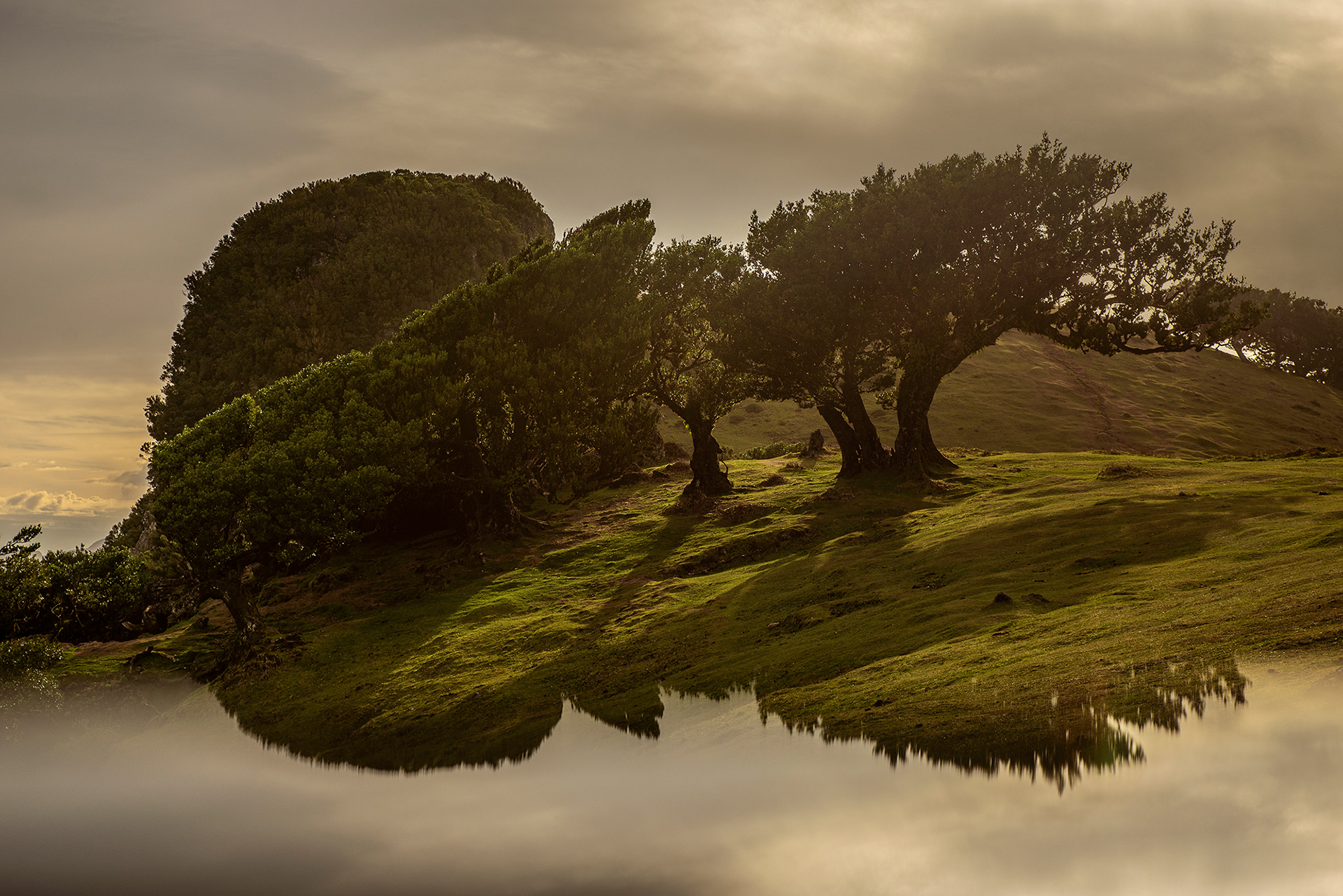 Fanal babérerdő, Madeira, 2024