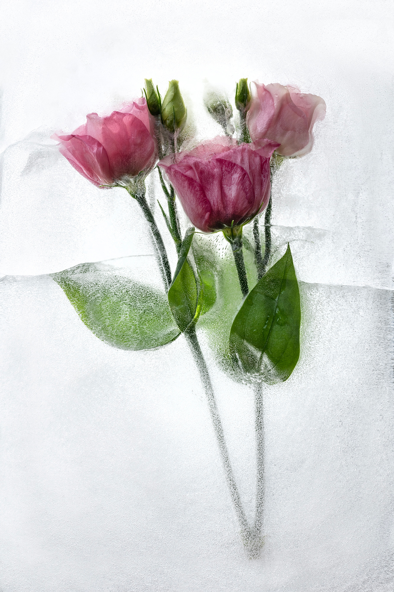 Nerpel Art Virágok galéria