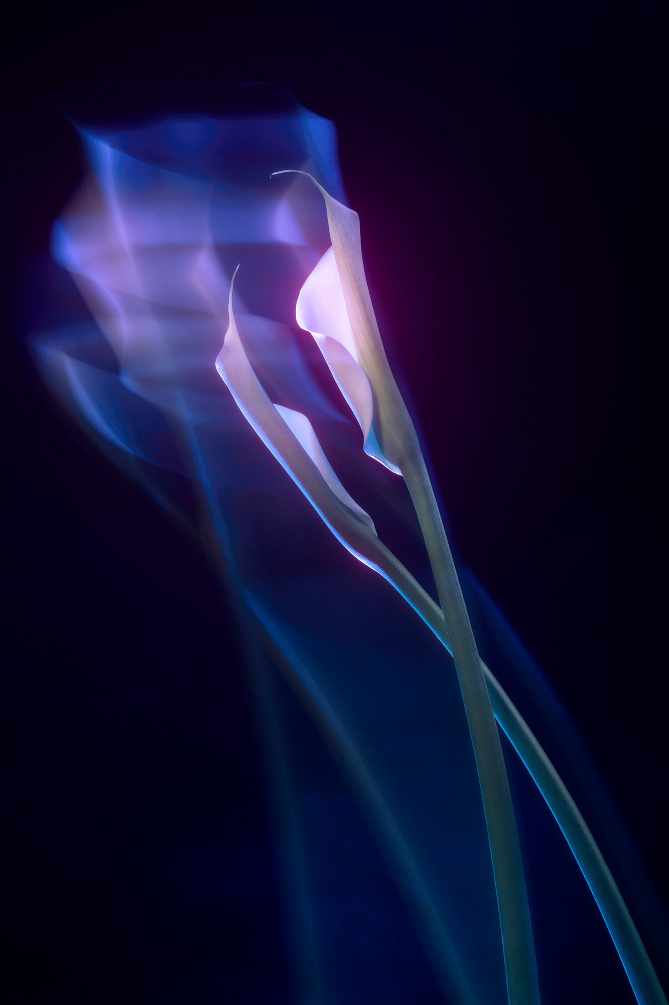 Nerpel Art Virágok galéria