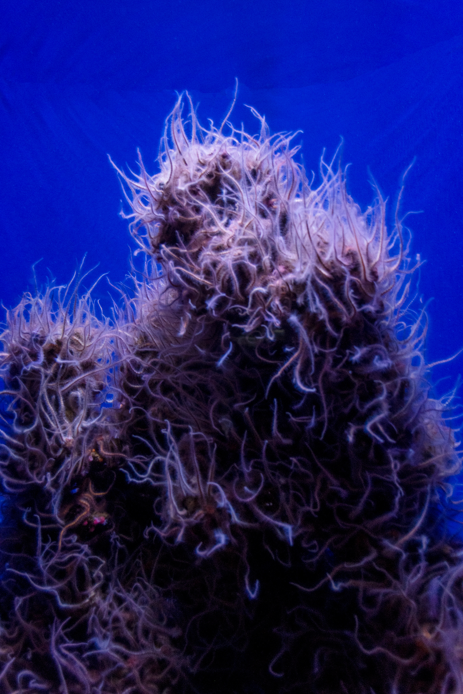 Fluffy Coral