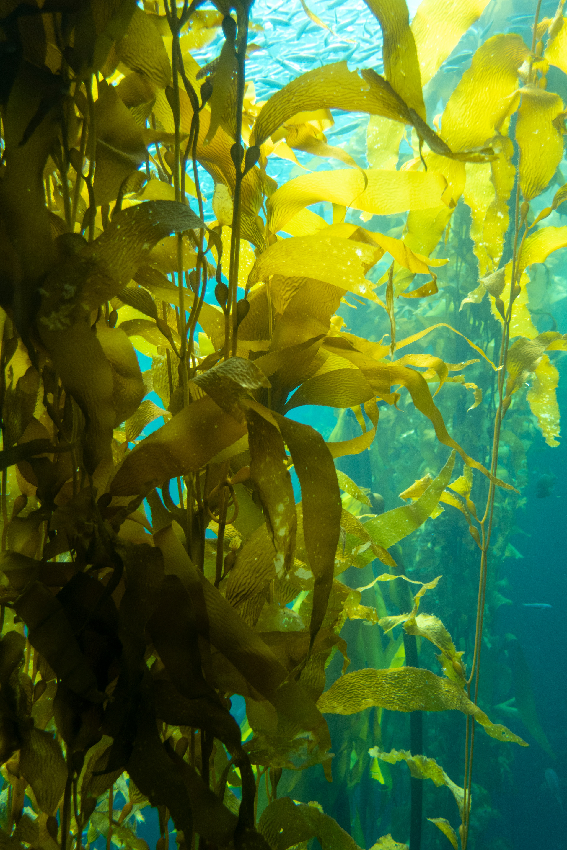 Kelp Forest Exhibit