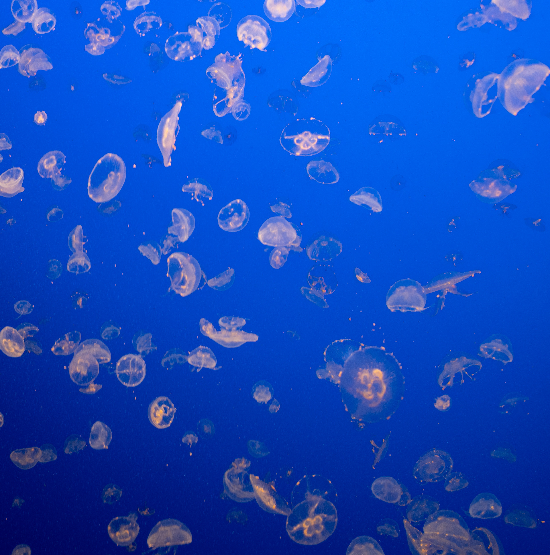 Jellyfish Photo