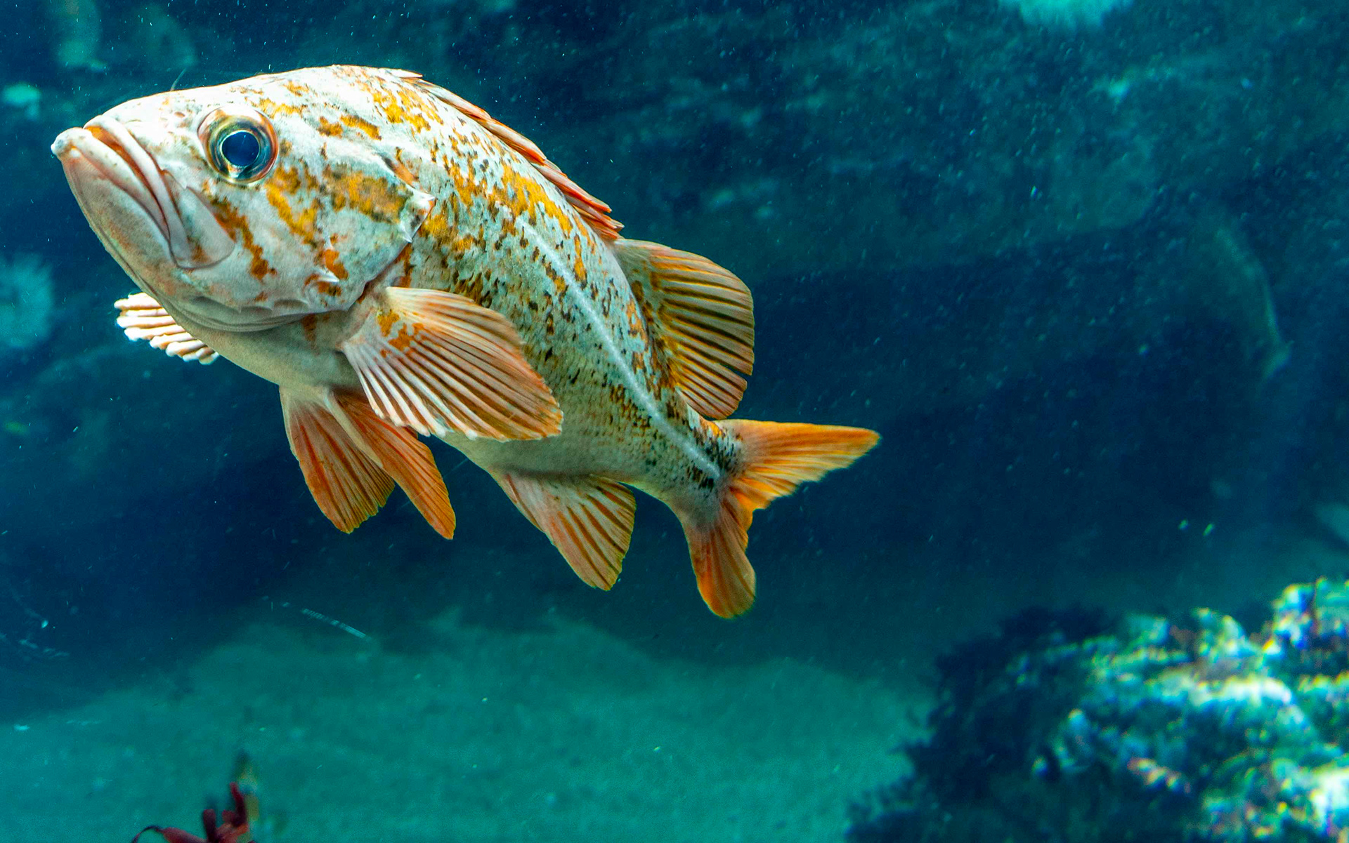 Large Fish