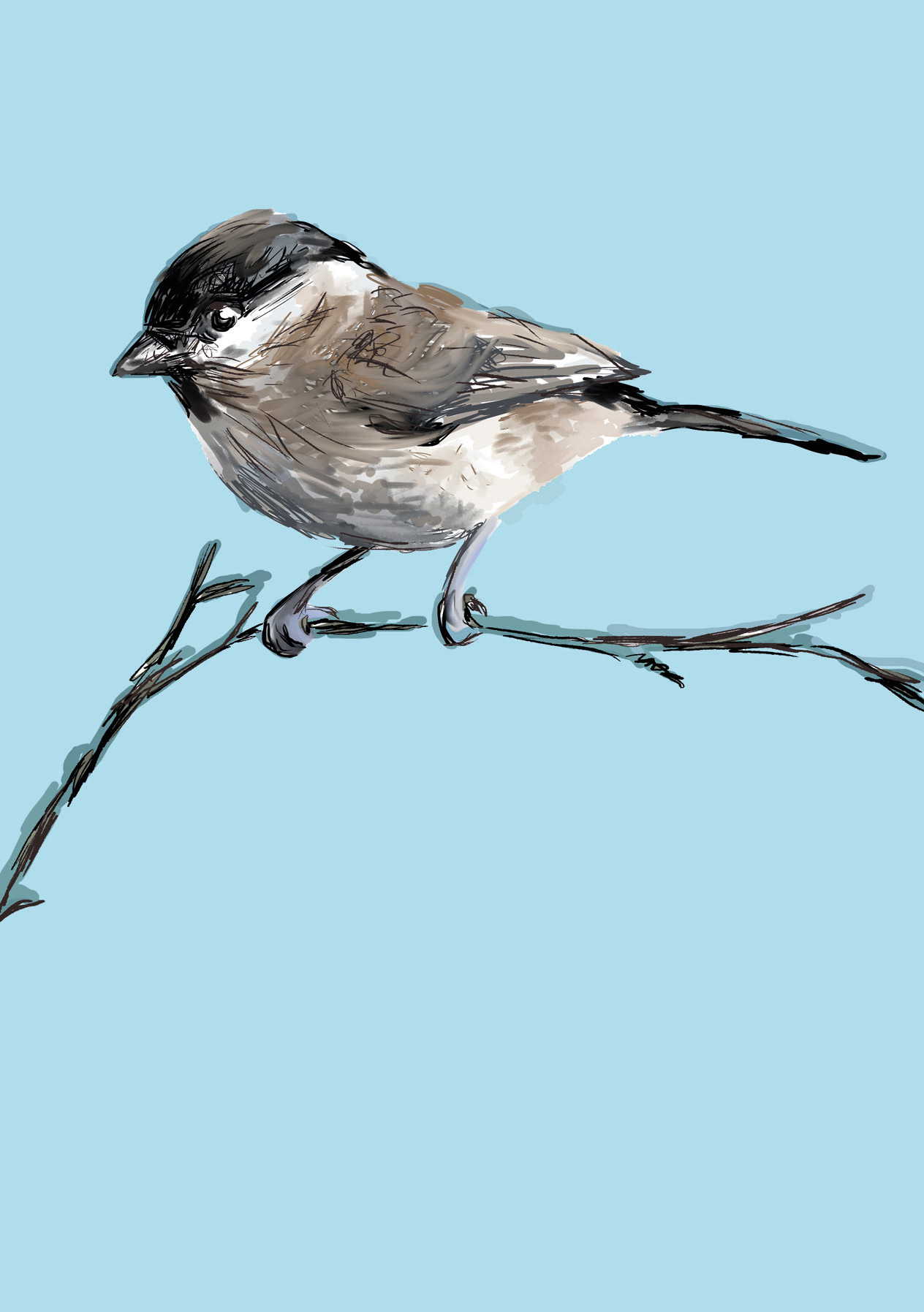 Animals endangered by HS2 - Willow tit