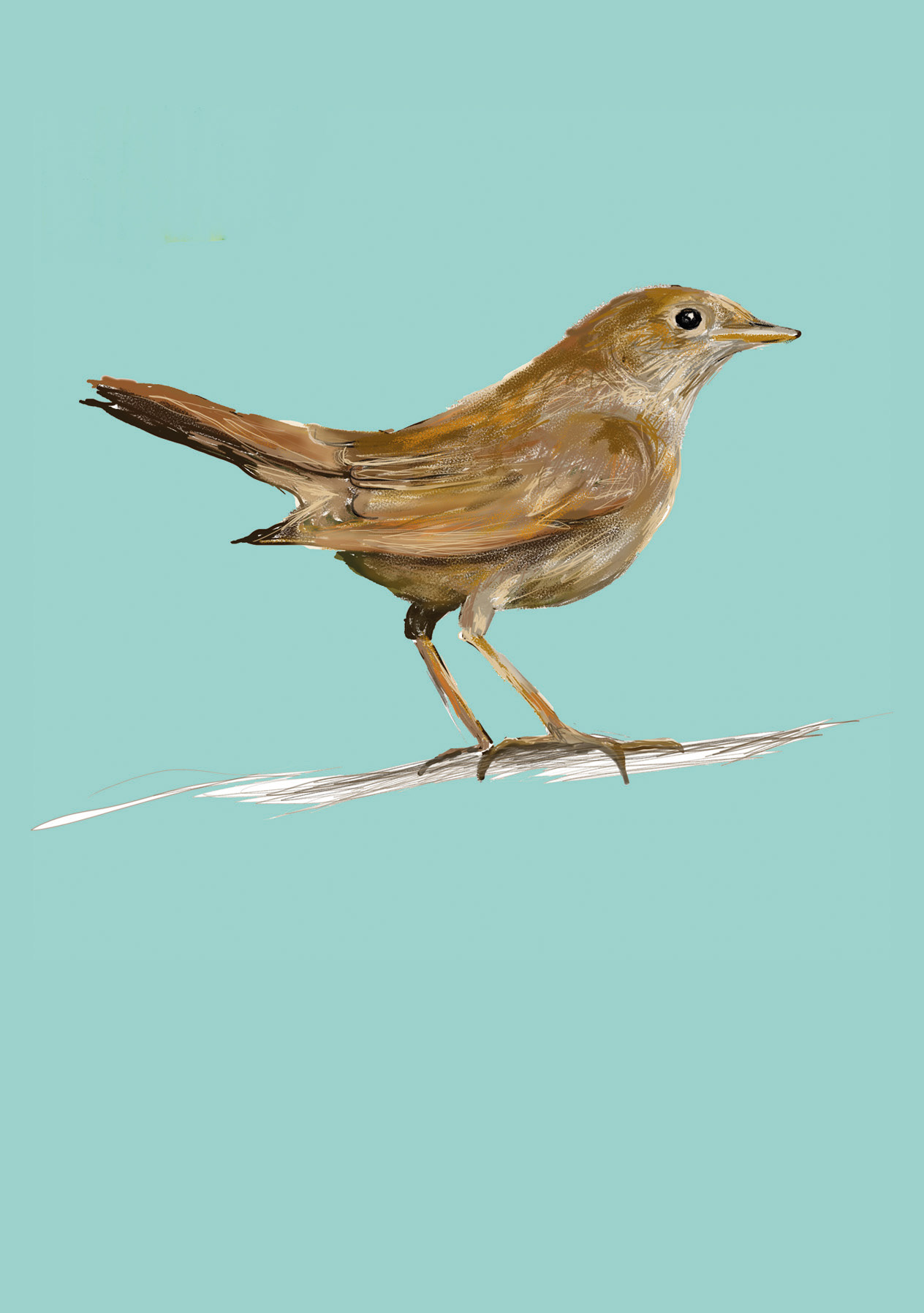 Animals endangered by HS2 - Nightingale