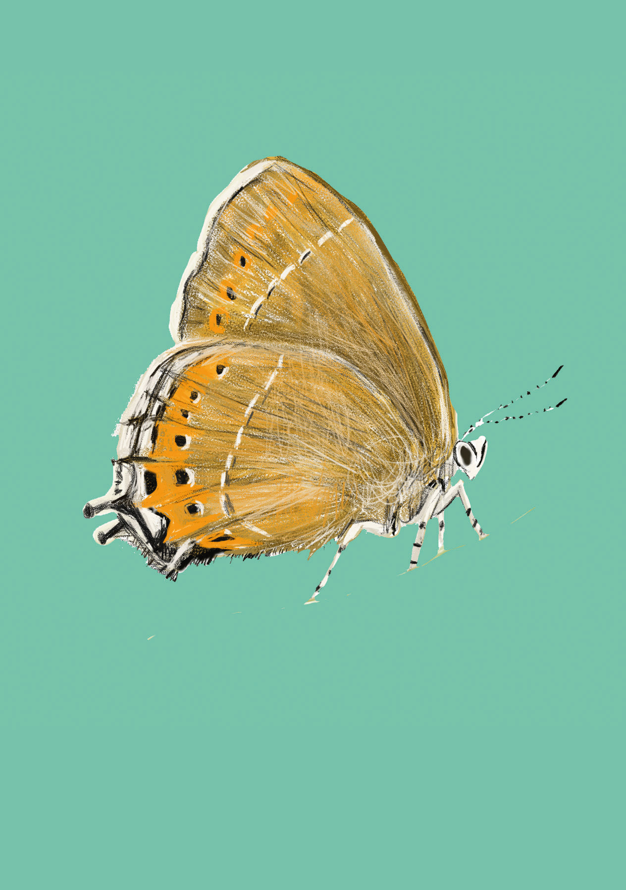 Animals endangered by HS2 - Hairstreak Butterfly