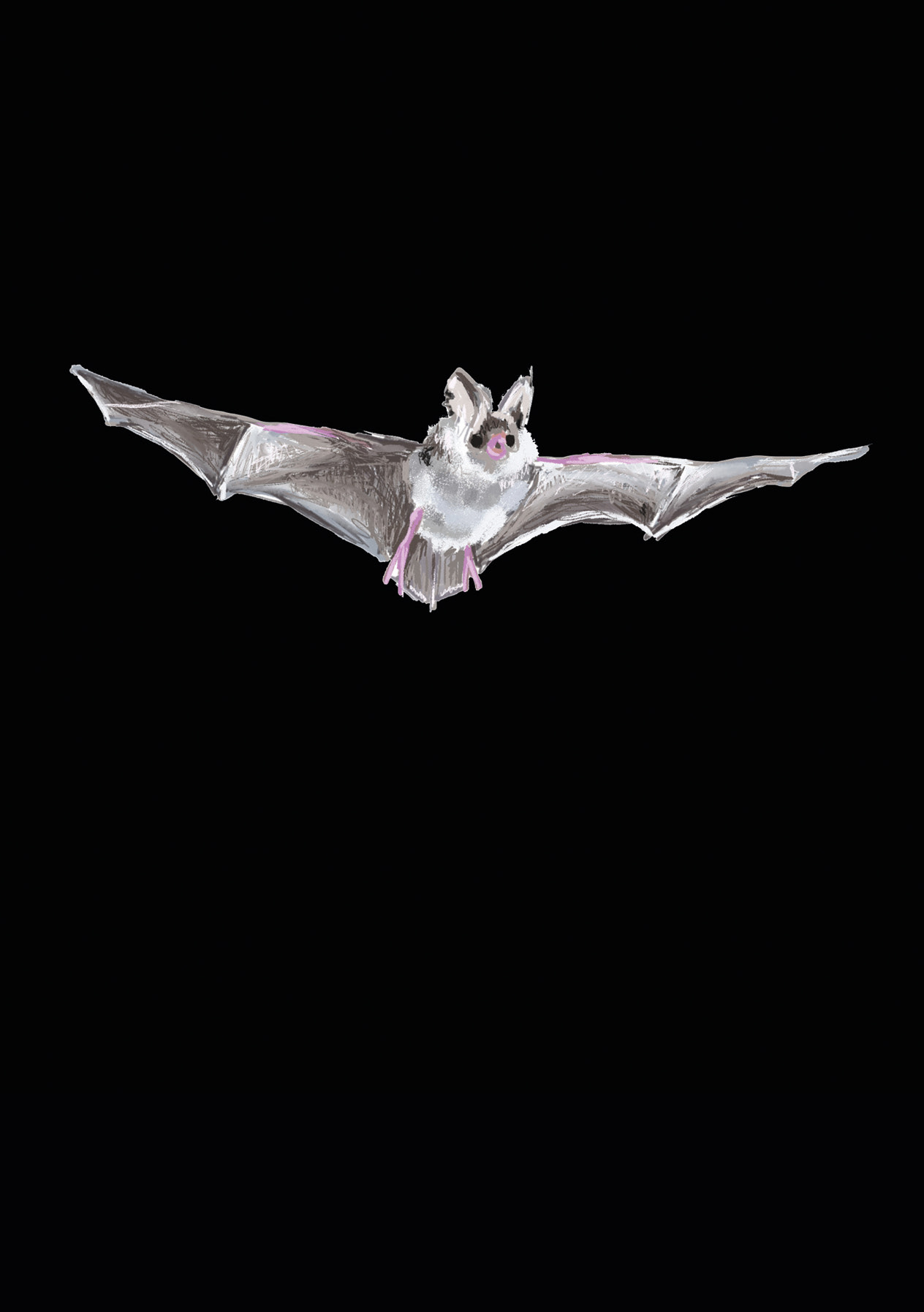 Animals endangered by HS2 - Bechstein's Bat