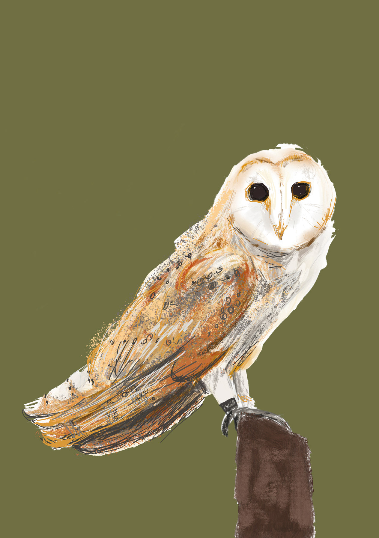 Animals endangered by HS2 - Barn Owl