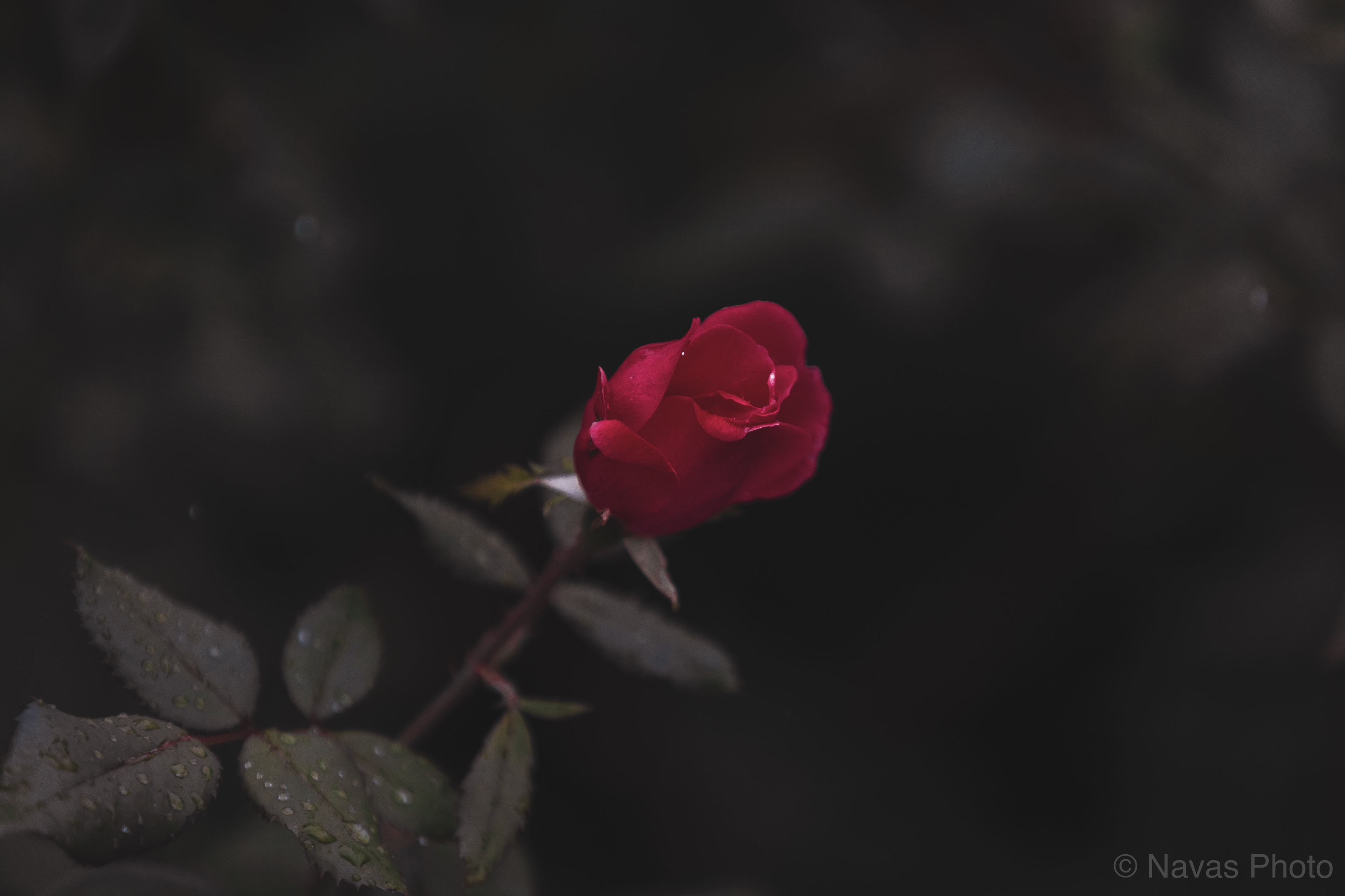 Rose Rain - Fall/Winter 2019