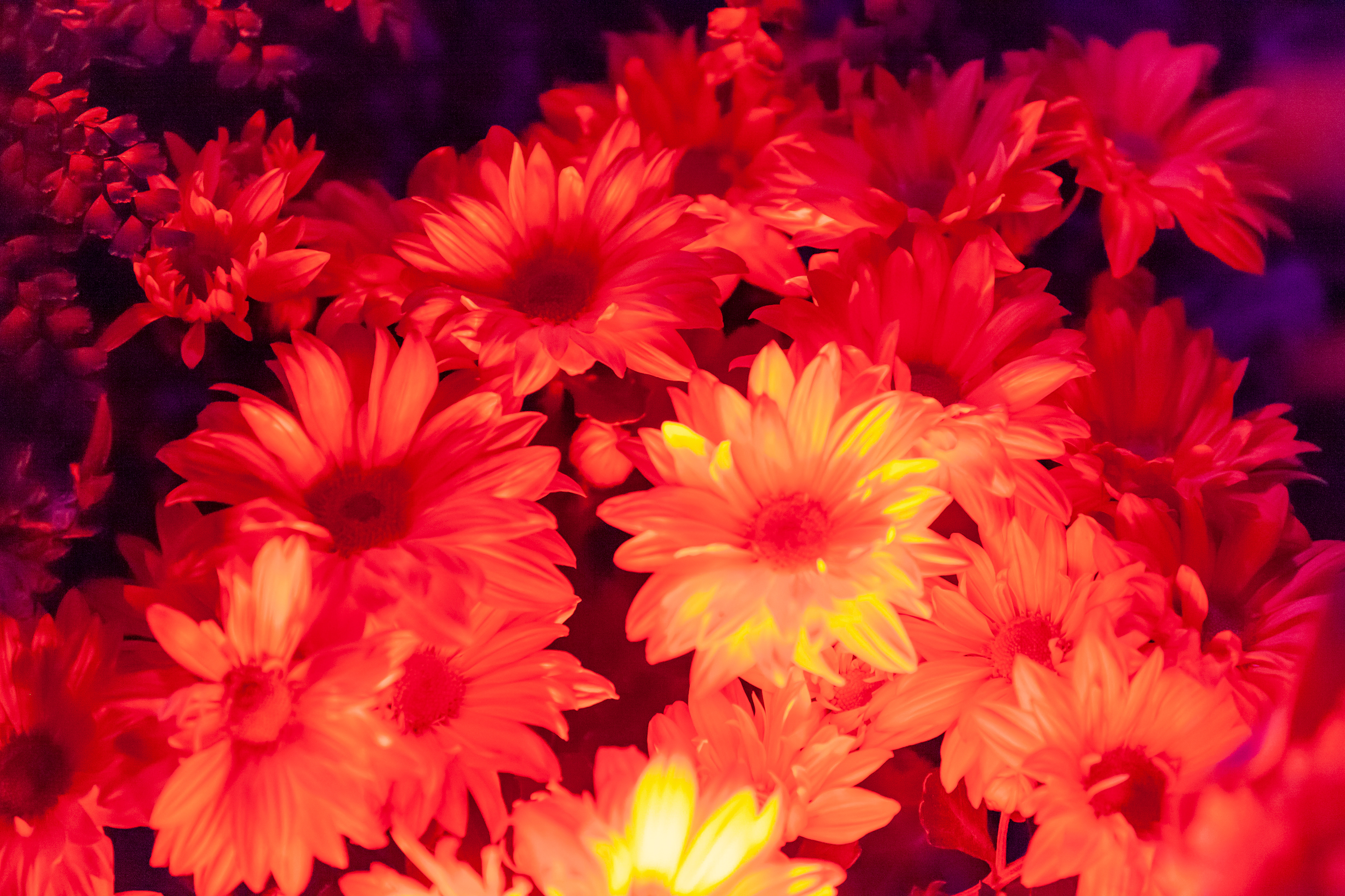 Lusio Lights