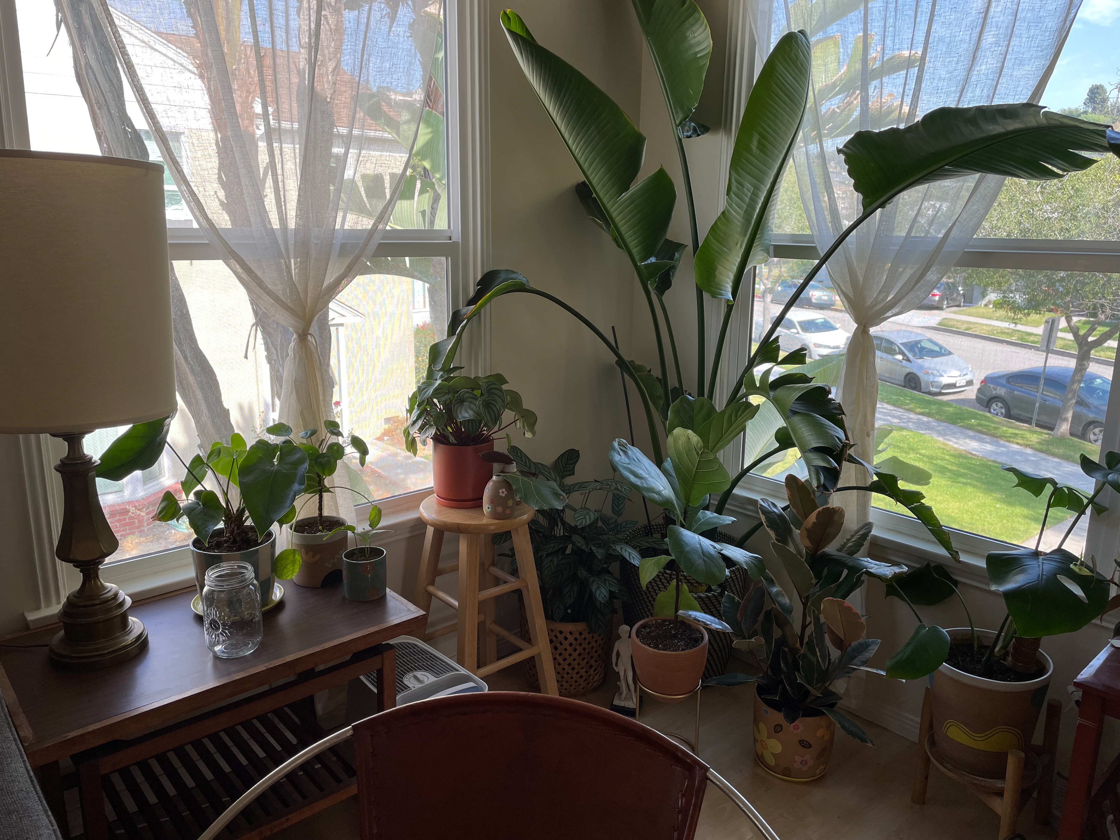 3.2.22 - Christi's 'Jungle Corner'