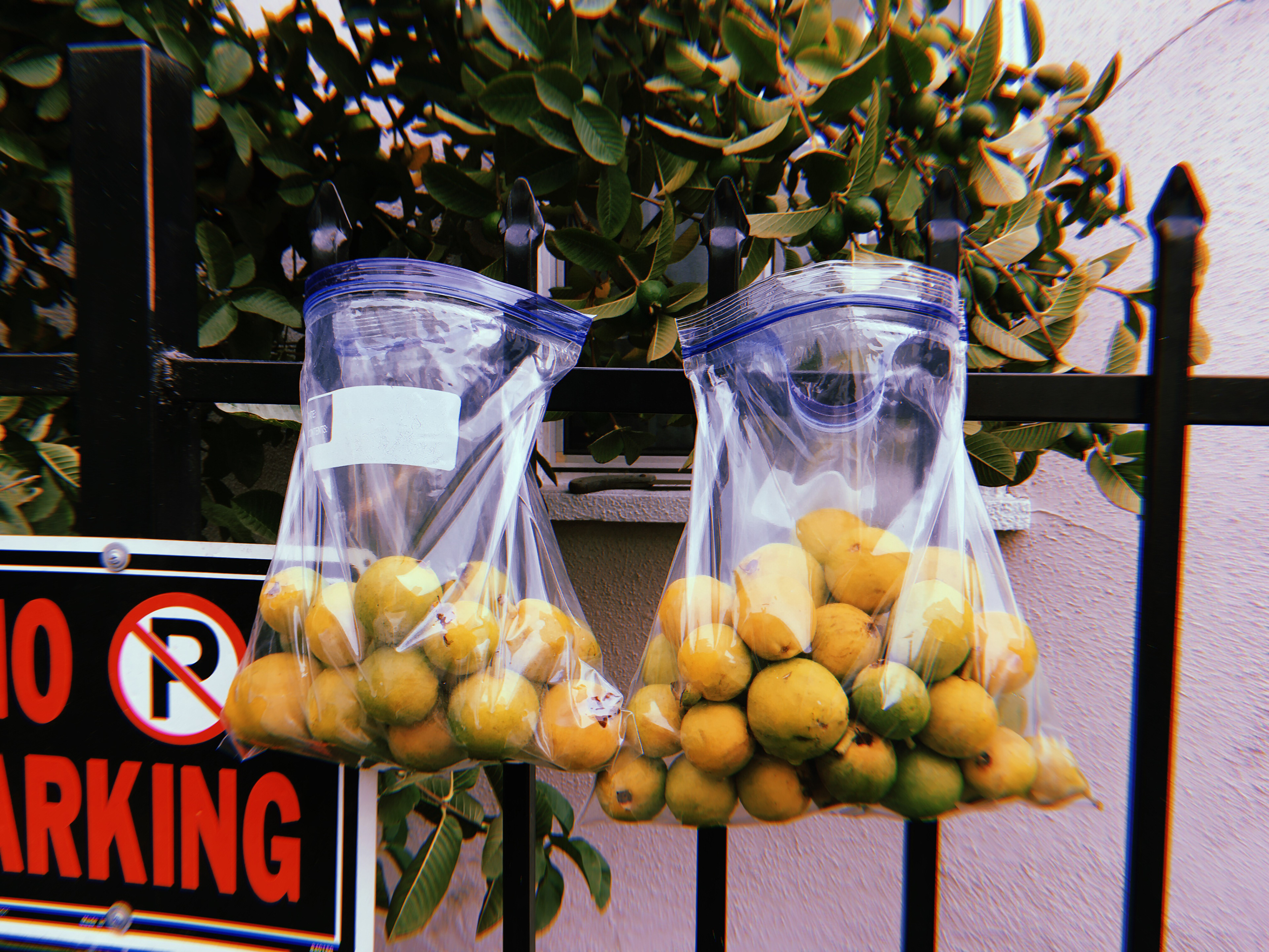 There's a guava tree in the driveway and one of our neighbors collected some and put them out for folks to take.