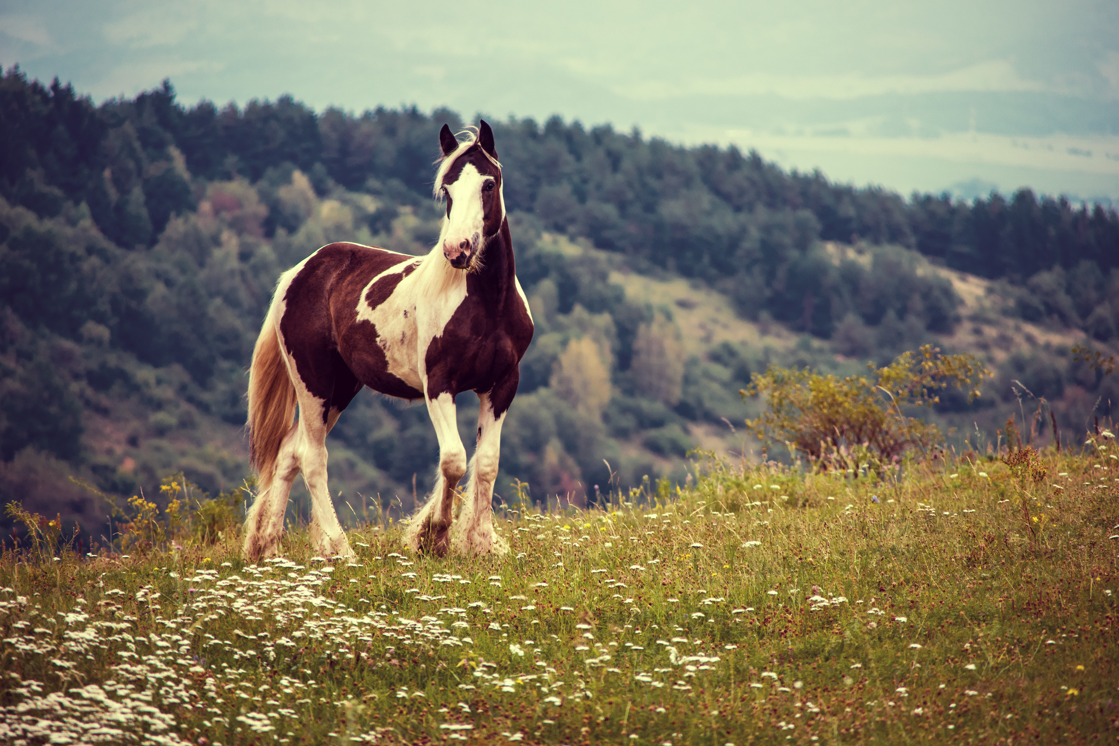 Irish Cob
