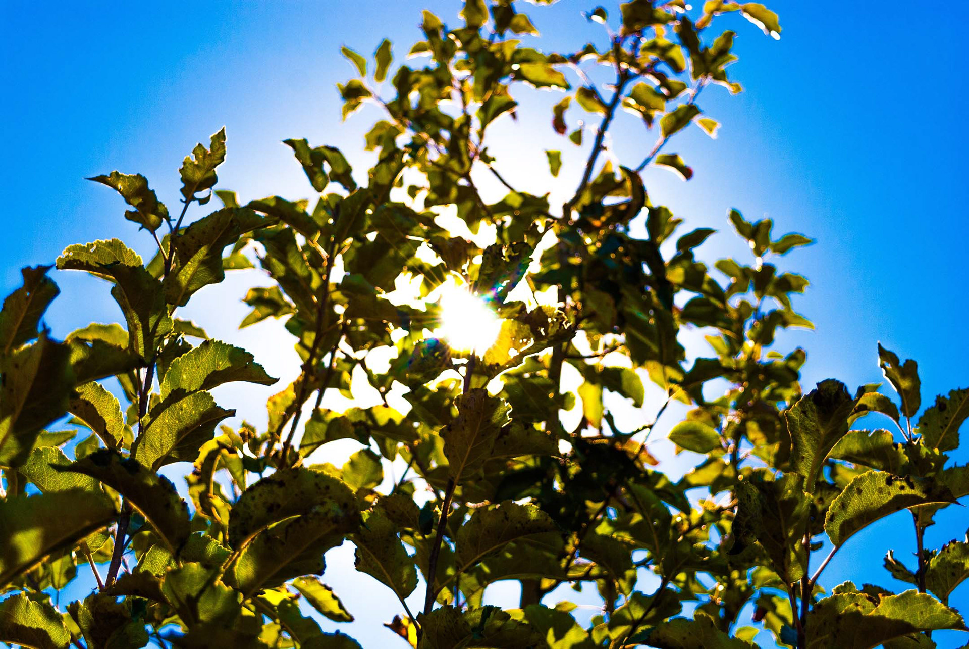 Unique perspectives in photography gives you unique results. Here's a shot of a tree I took with the sun right behind it.