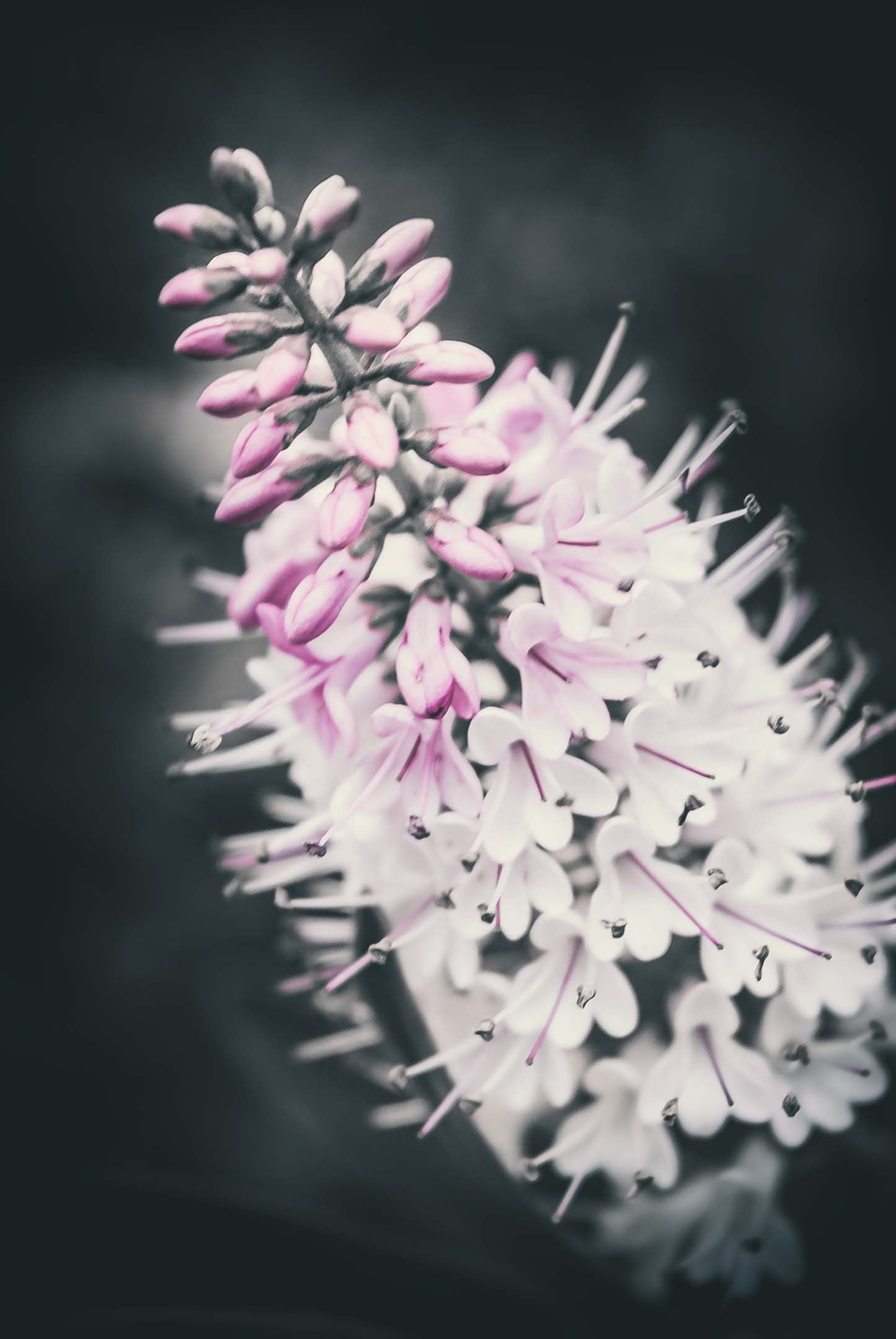 Another semester of uni, another set of painful assignments and exams. And once again, we're back in business! 😃 ​Here's a photo I took at the Toowoomba Flower Show, 2014.