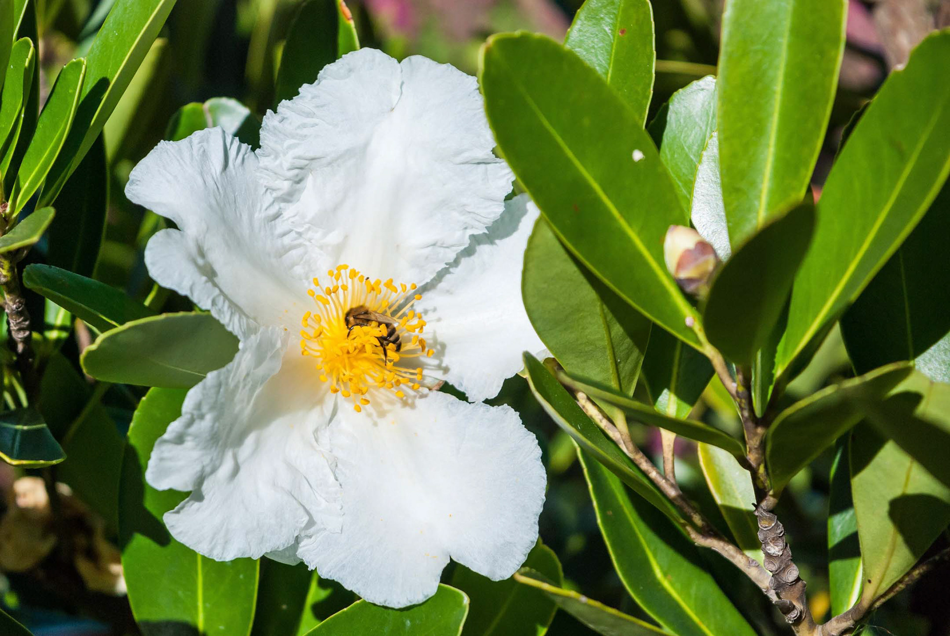 Here's shot no. 4 of the Macro May series. It took me a couple of hundred shots in order to get one proper shot. Beesy fellow this one... 😉