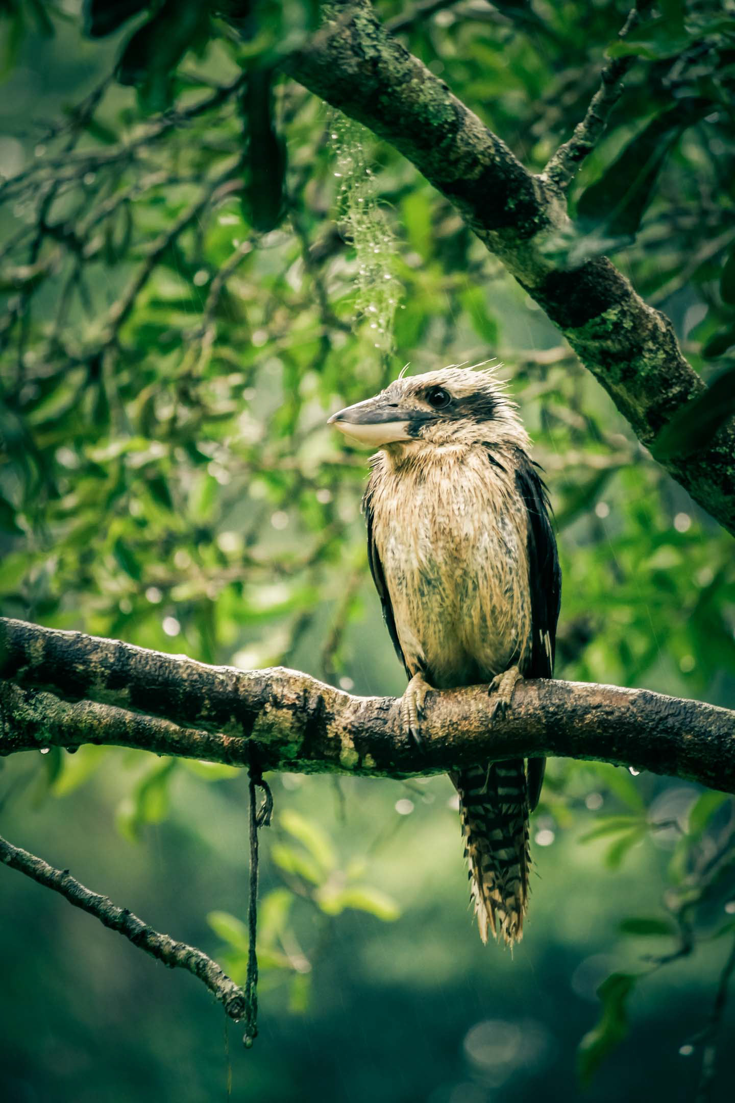 Hello people! It's been a while since the last post by Sights of Life Photography. Unfortunately, I've had quite a bit of work at uni, and haven't really been travelling much so I've been unable to post in a while. Nevertheless, mid-year vacation is coming fast and look forward to more regular updates! But till then, here's a refresher - this photo I took on my last trip (to Lismore, NSW), on a friend's camera (since he had a telephoto lens that I still don't own). Now, I'm no ornithologist (or a birdwatcher for that matter), so don't blame me if I get this wrong, it's a Kookaburra! Hope I'm right...