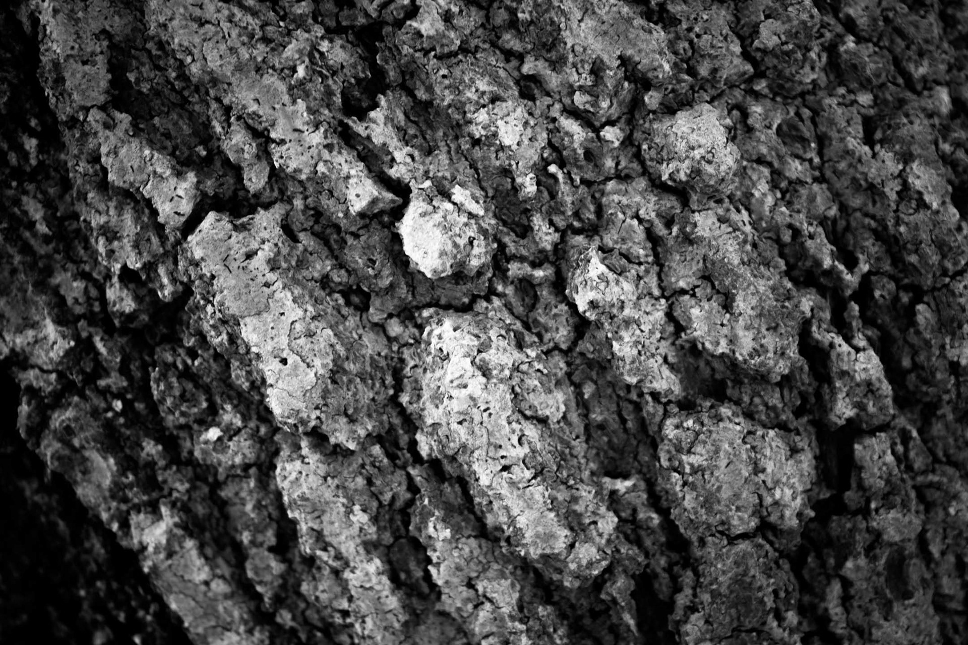 I took this photo with one intention - to show off the resolution of my new camera (paired with the 18-55 mm kit lens, which mind you, is a decently sharp lens).