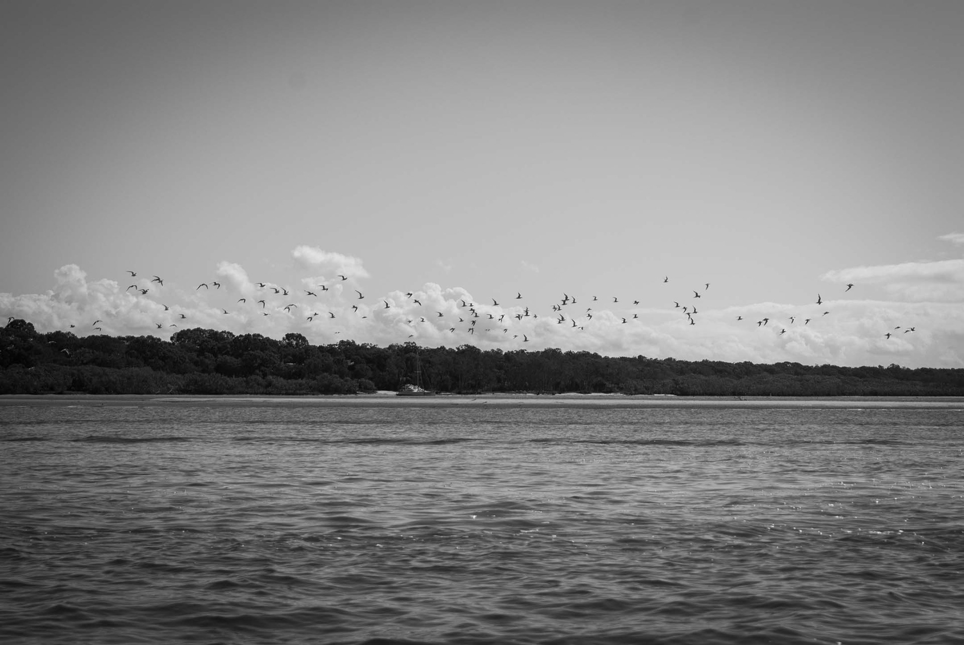 Ever seen those sunset paintings and wondered what those black upside down W's where? They're seagulls!