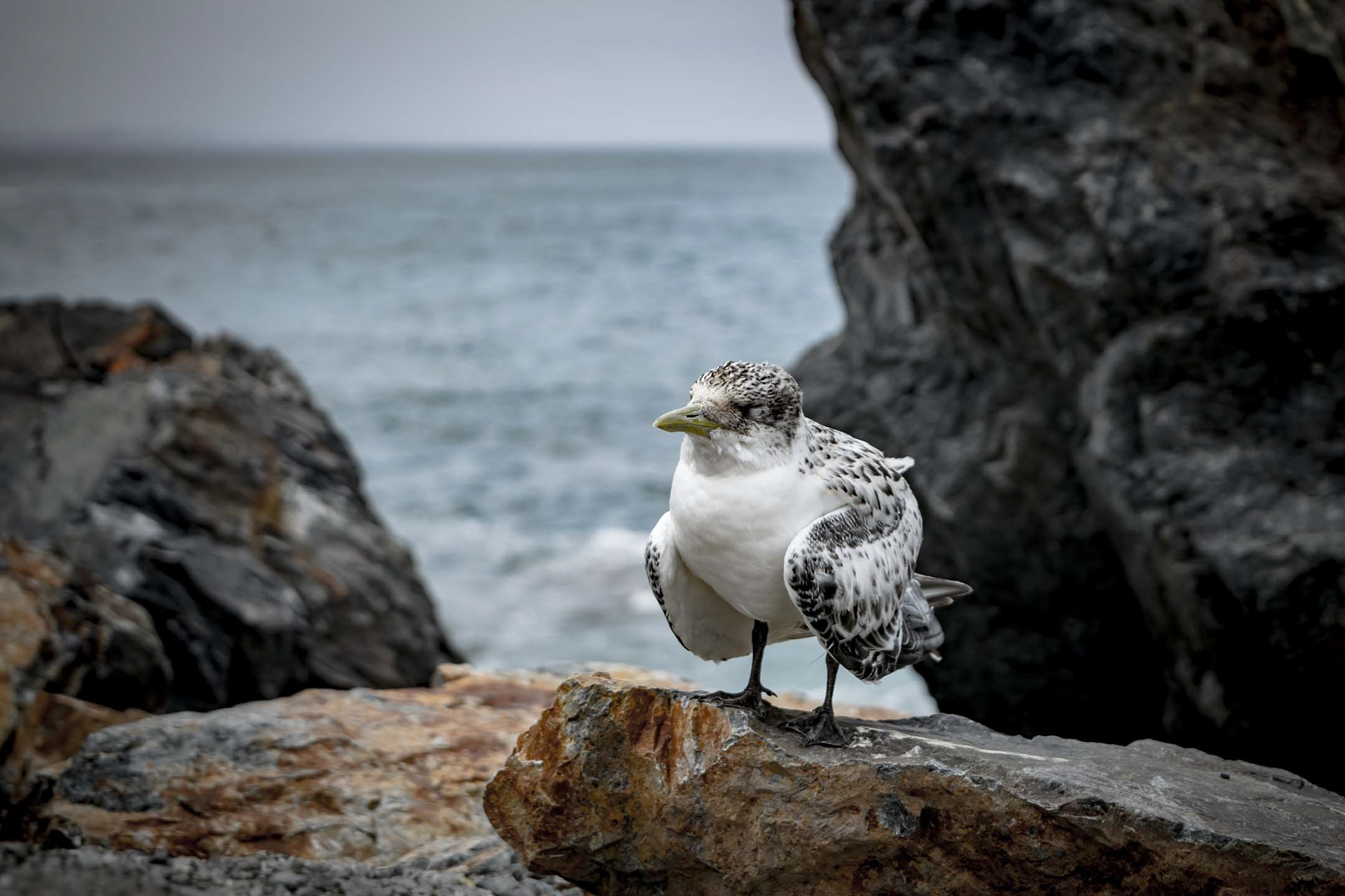 Pardon my horrific knowledge of birds, but here's another one I have no idea about... I found it at Muttonbird Island (and no, it's not a Muttonbird). Know what it is? Comment below! 🙂